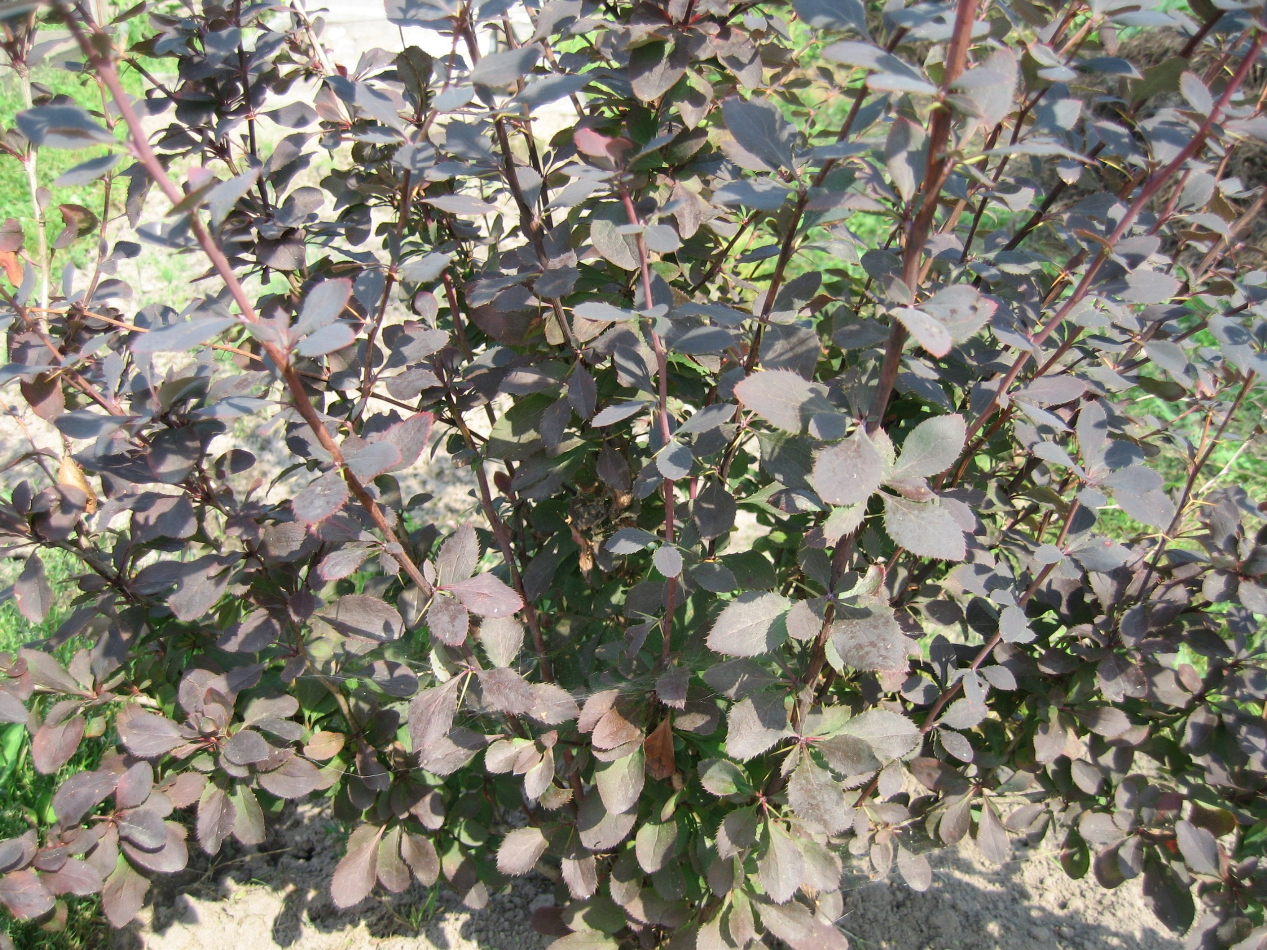 Куст барбарис с тёмно-бордовыми листьями и стеблями, растущий на открытом воздухе в огороде в летний солнечный день.