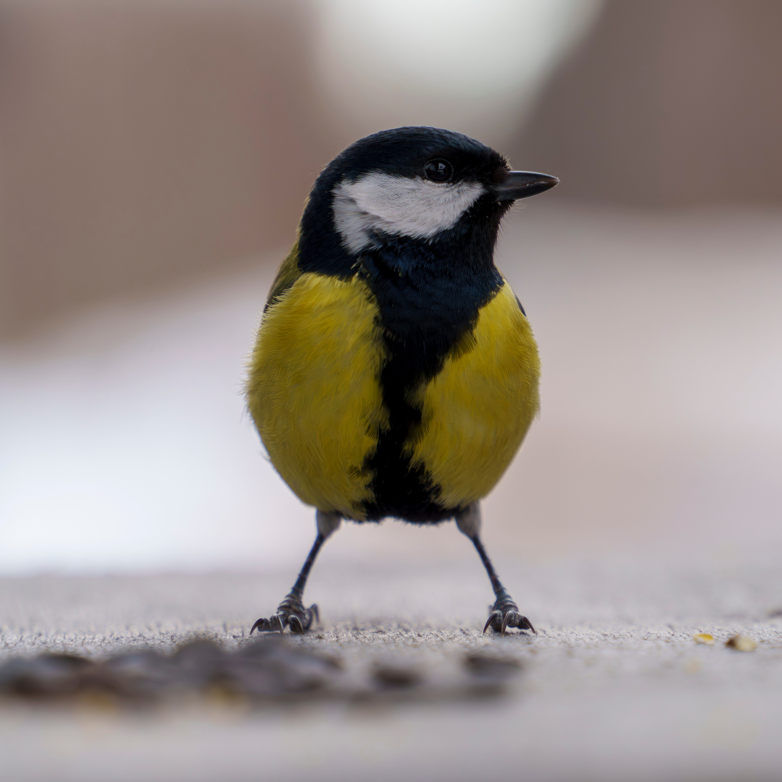 Animals — Животные