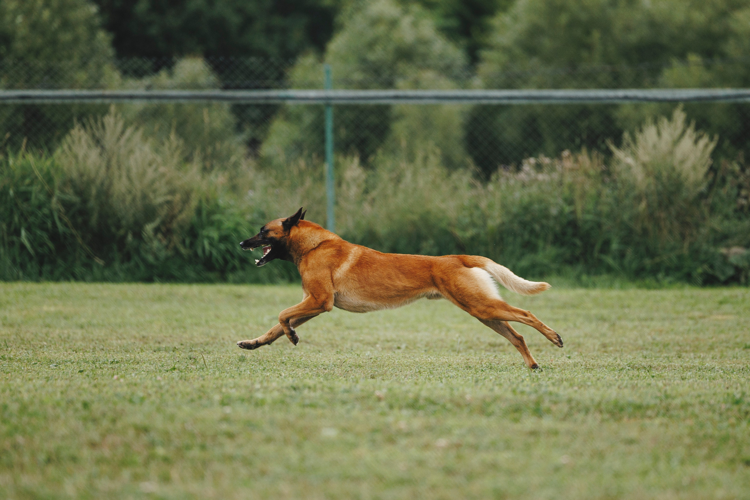 08.08.25-10.08.25 ЧР по мондьорингу г. Вологда. Фотограф-анималист Анна Маринич