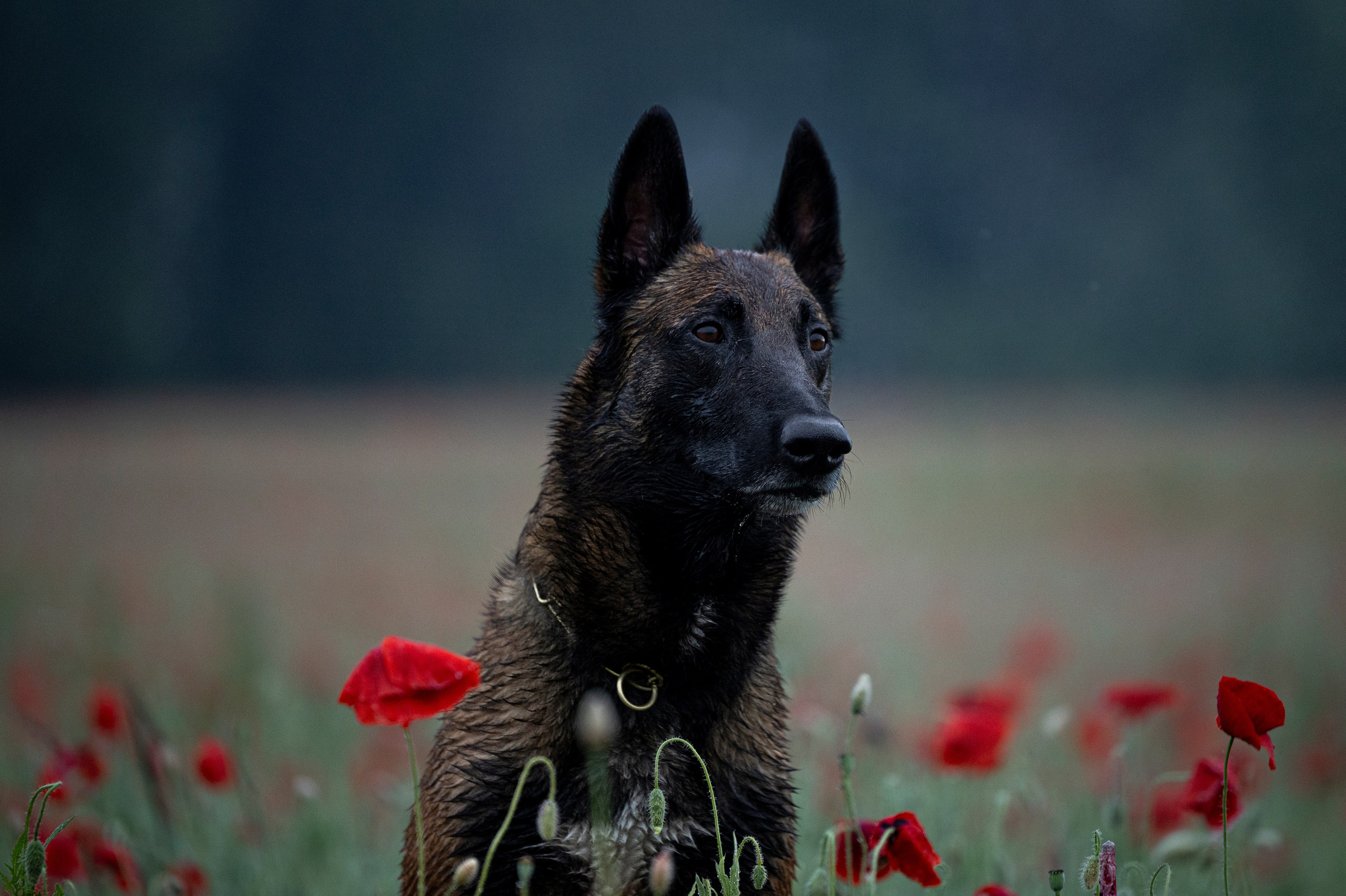 Маковое поле. Фотограф-анималист Анна Маринич