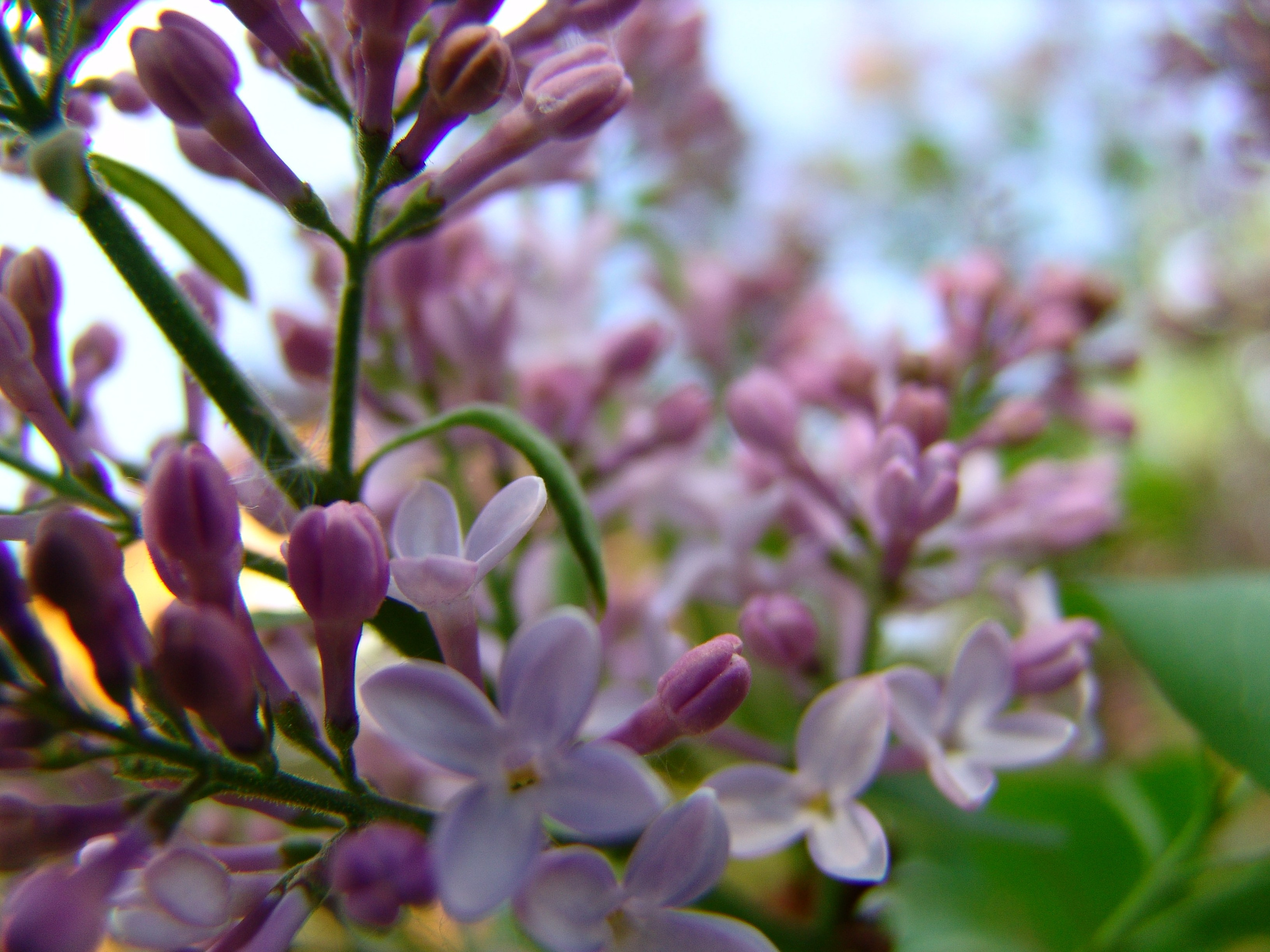 Приезд КС 2005. Заставка