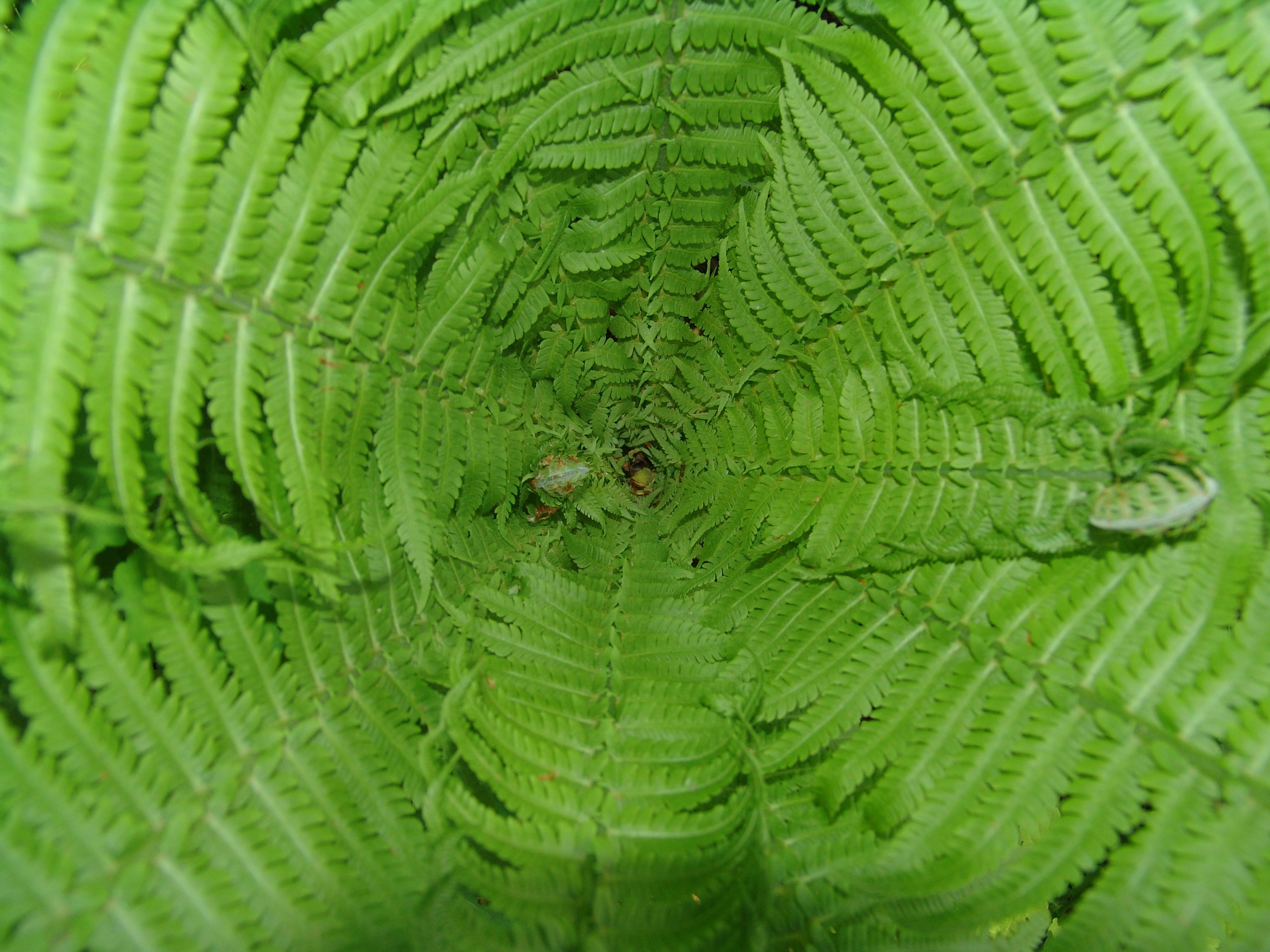 Приезд КС 2005. Заставка