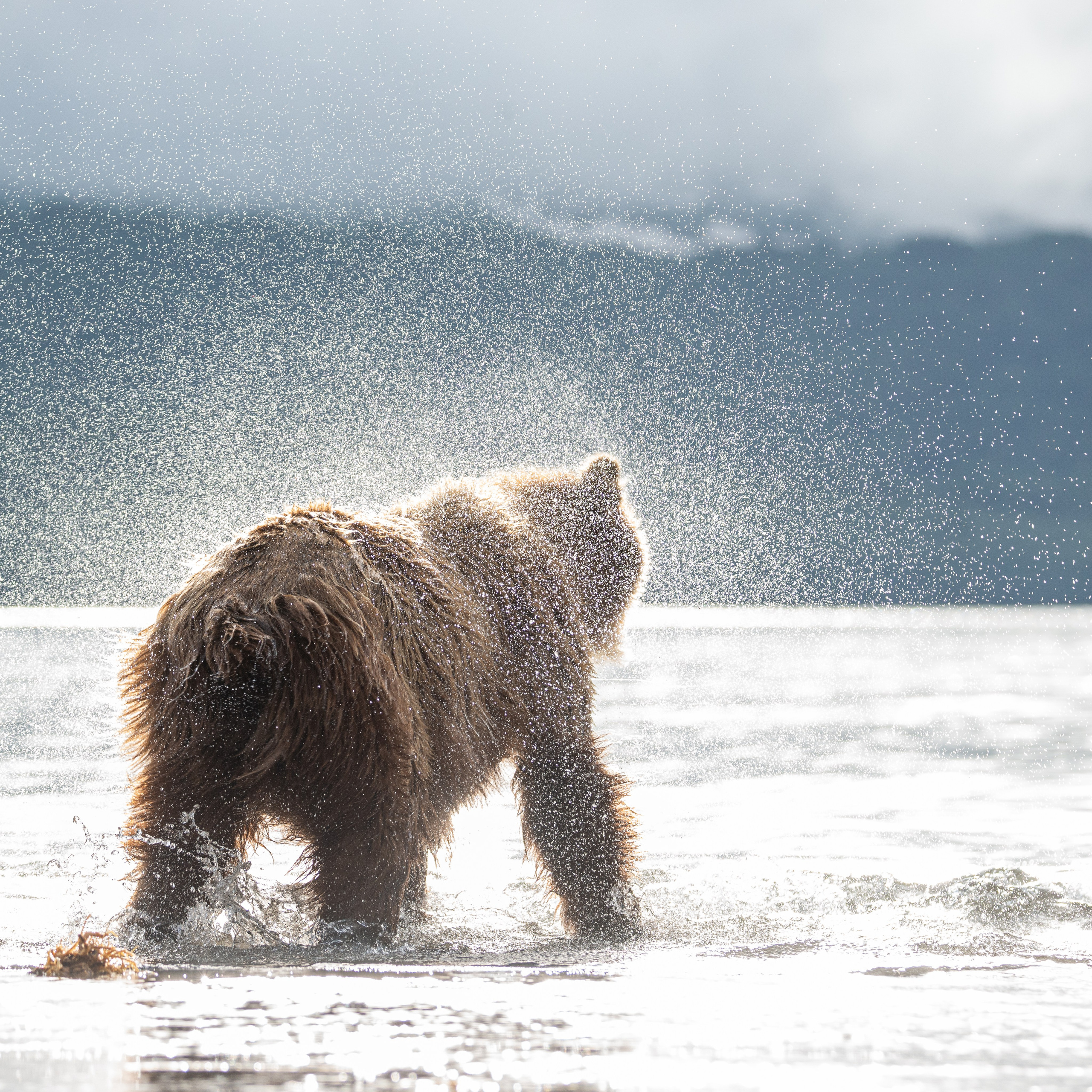 Камчатка — земля медведей. Игорь Иванко — Репортажный и событийный фотограф. Москва
