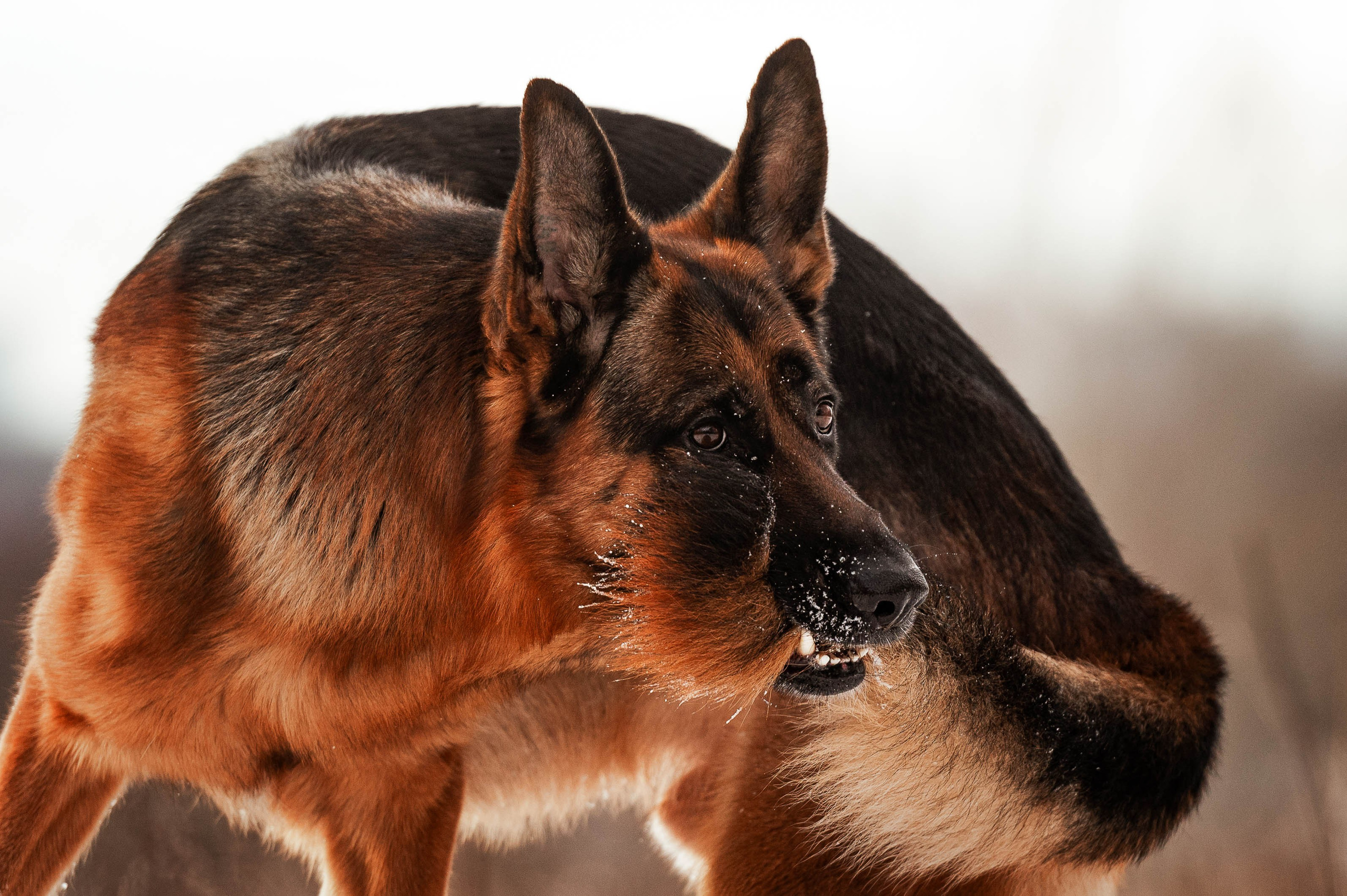 Вольт. Фотограф-анималист