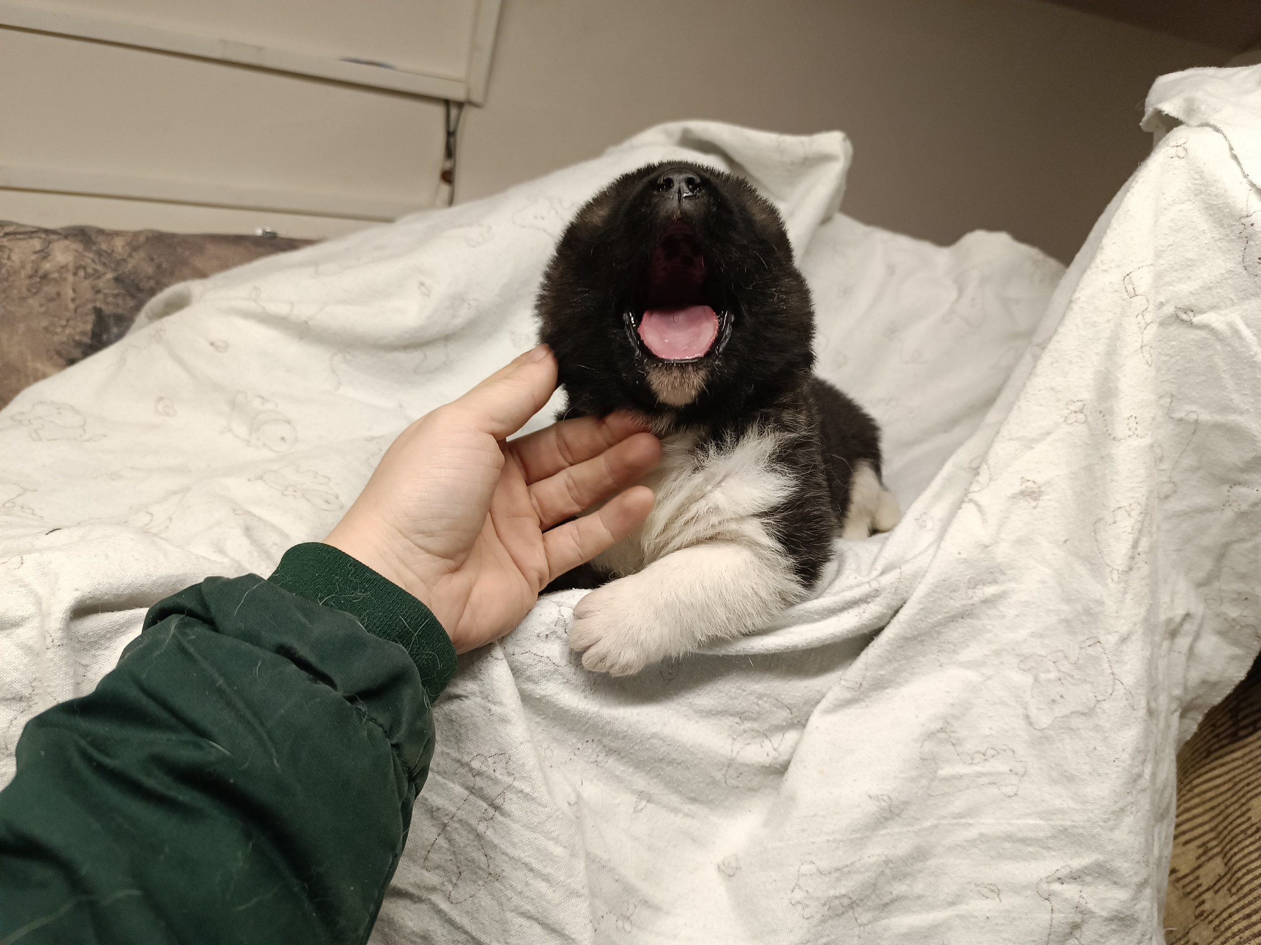 Американская акита  щенки питомник Санкт-Петербург клубные щенки Американская акита питомник RUBYLIGHT Рубилайт купить щенка американской акиты