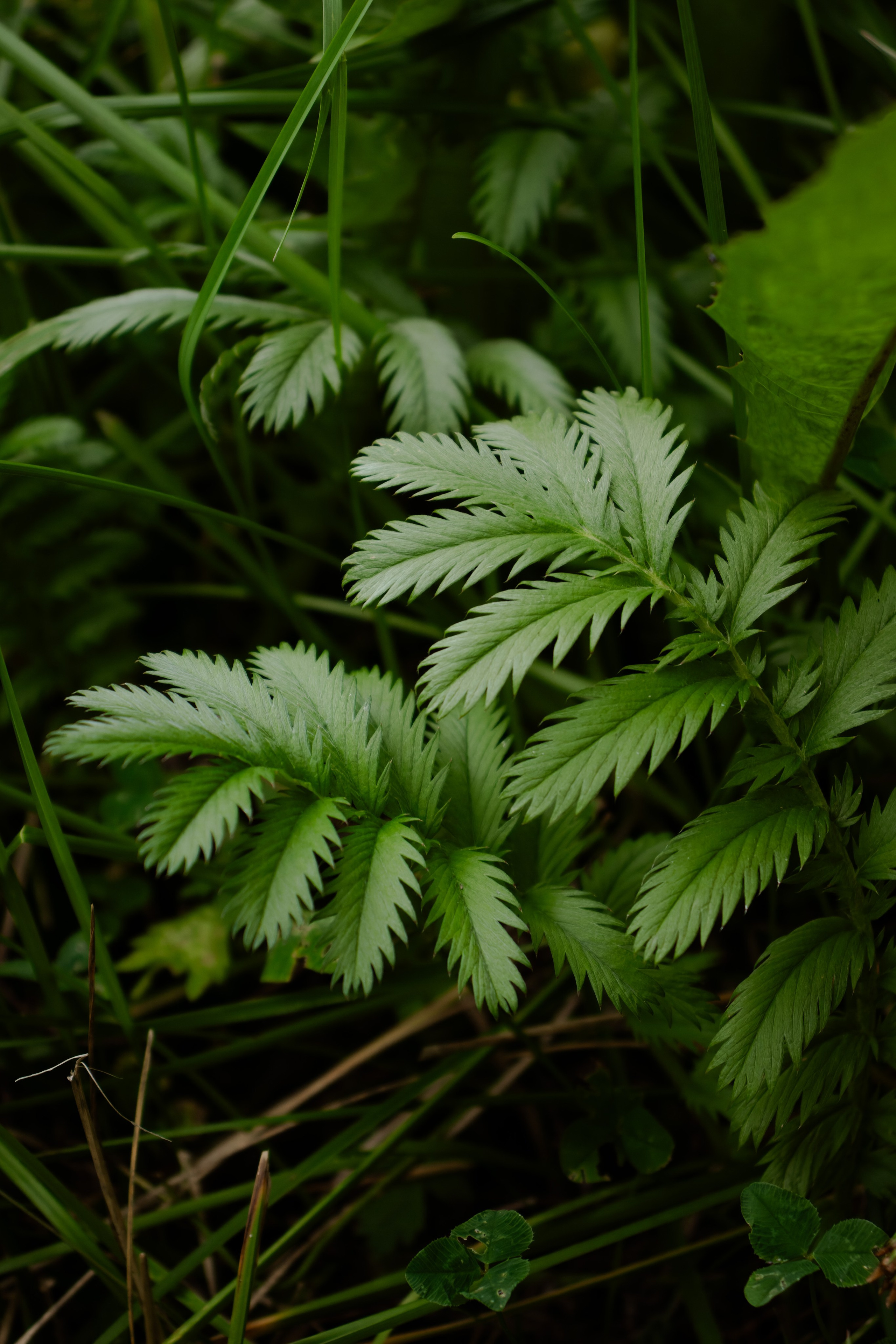 Из наблюдений. Плак или Квак