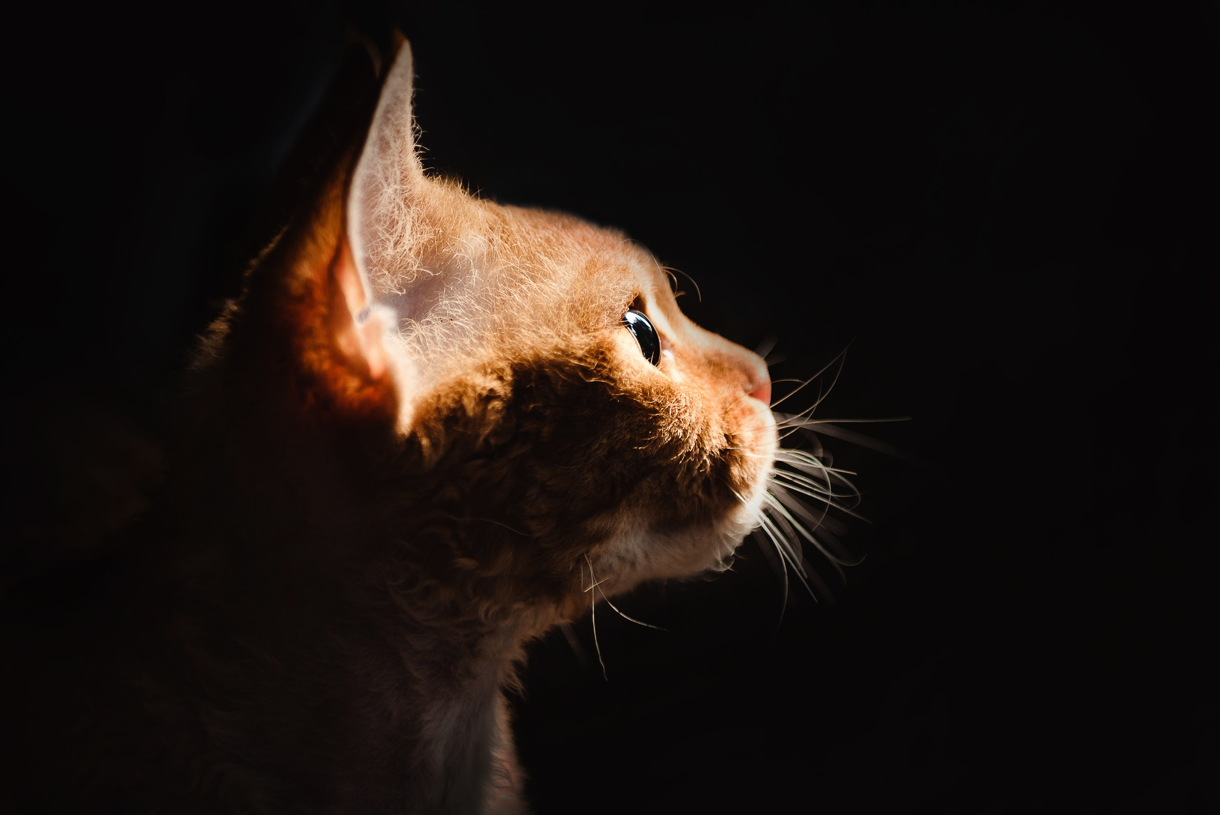 Кошка. Семейный Фотограф в Москве Ирина Хохлова