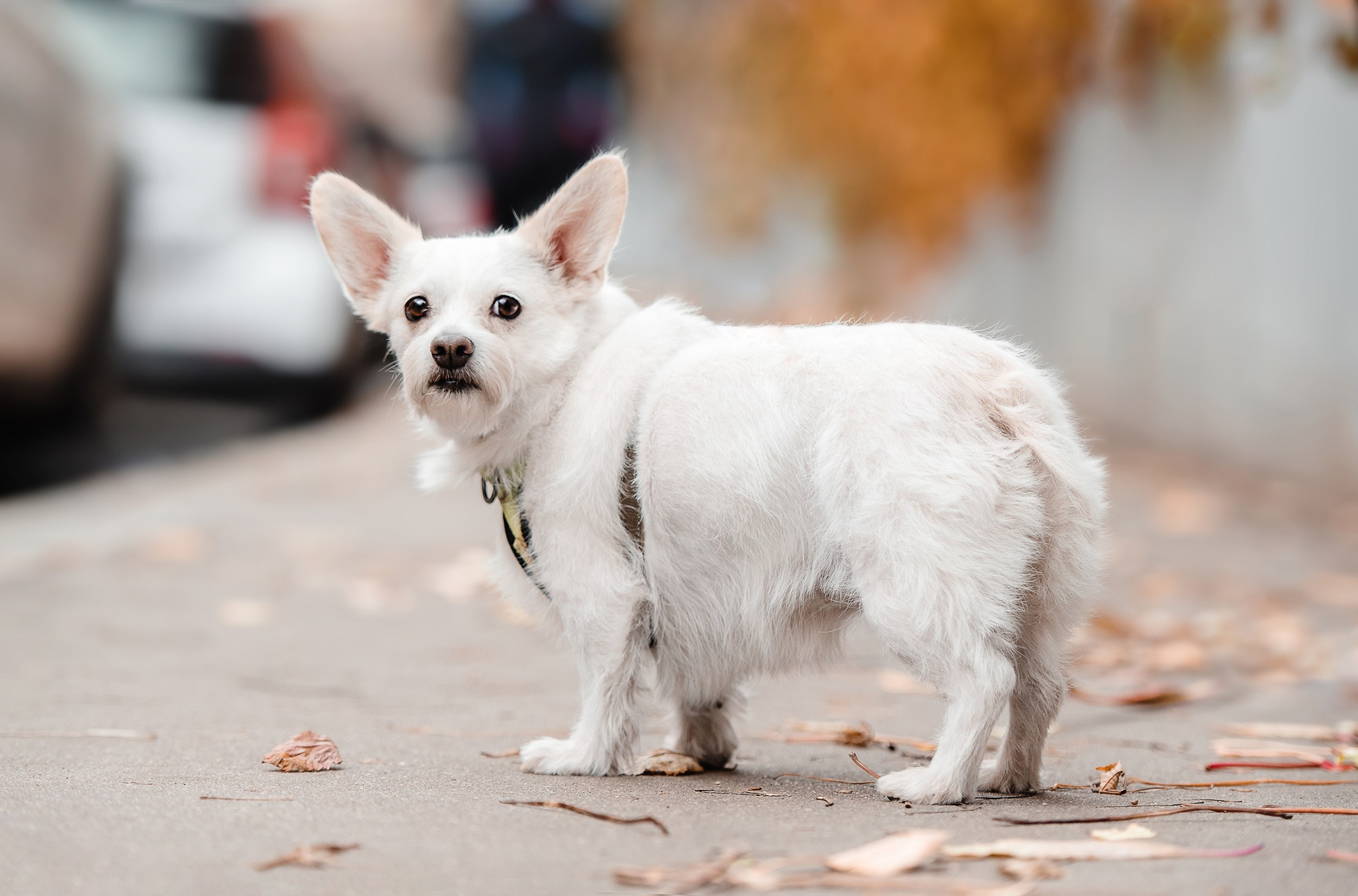 Оля и Бусинка. Семейный Фотограф в Москве Ирина Хохлова