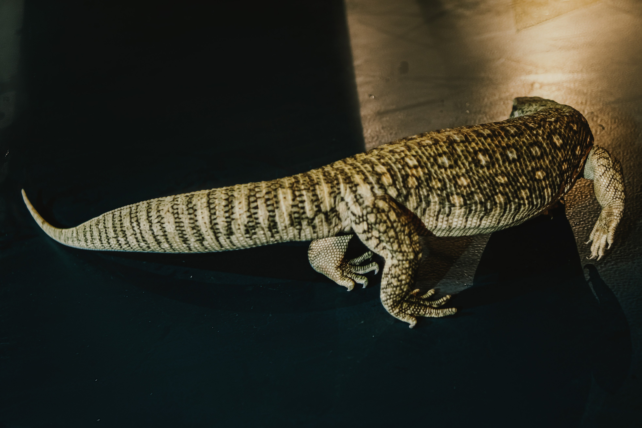 Дом Драконов. Nattie.ph