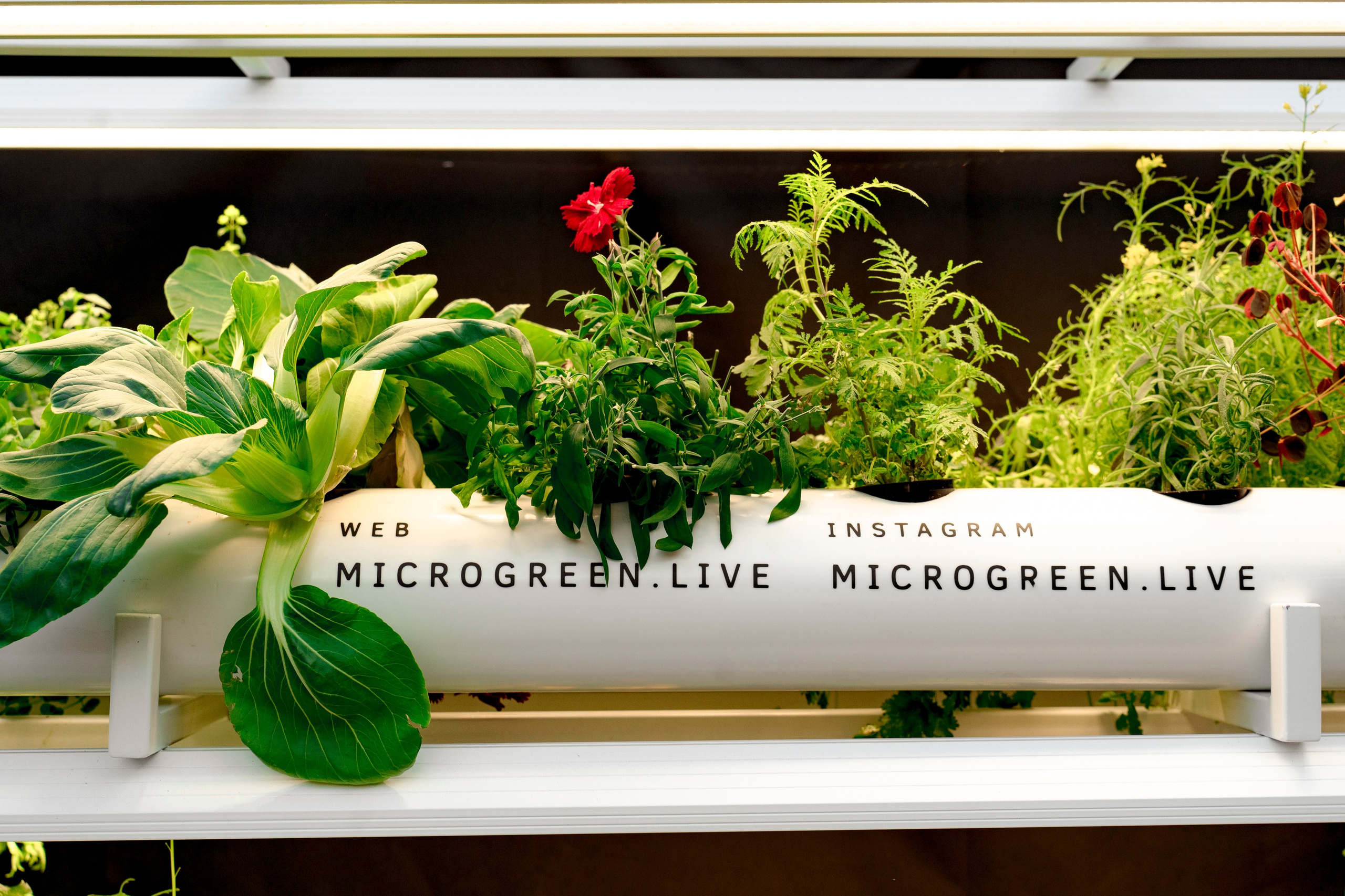 Гриль Фест 2025. Свадебный фотограф Москва