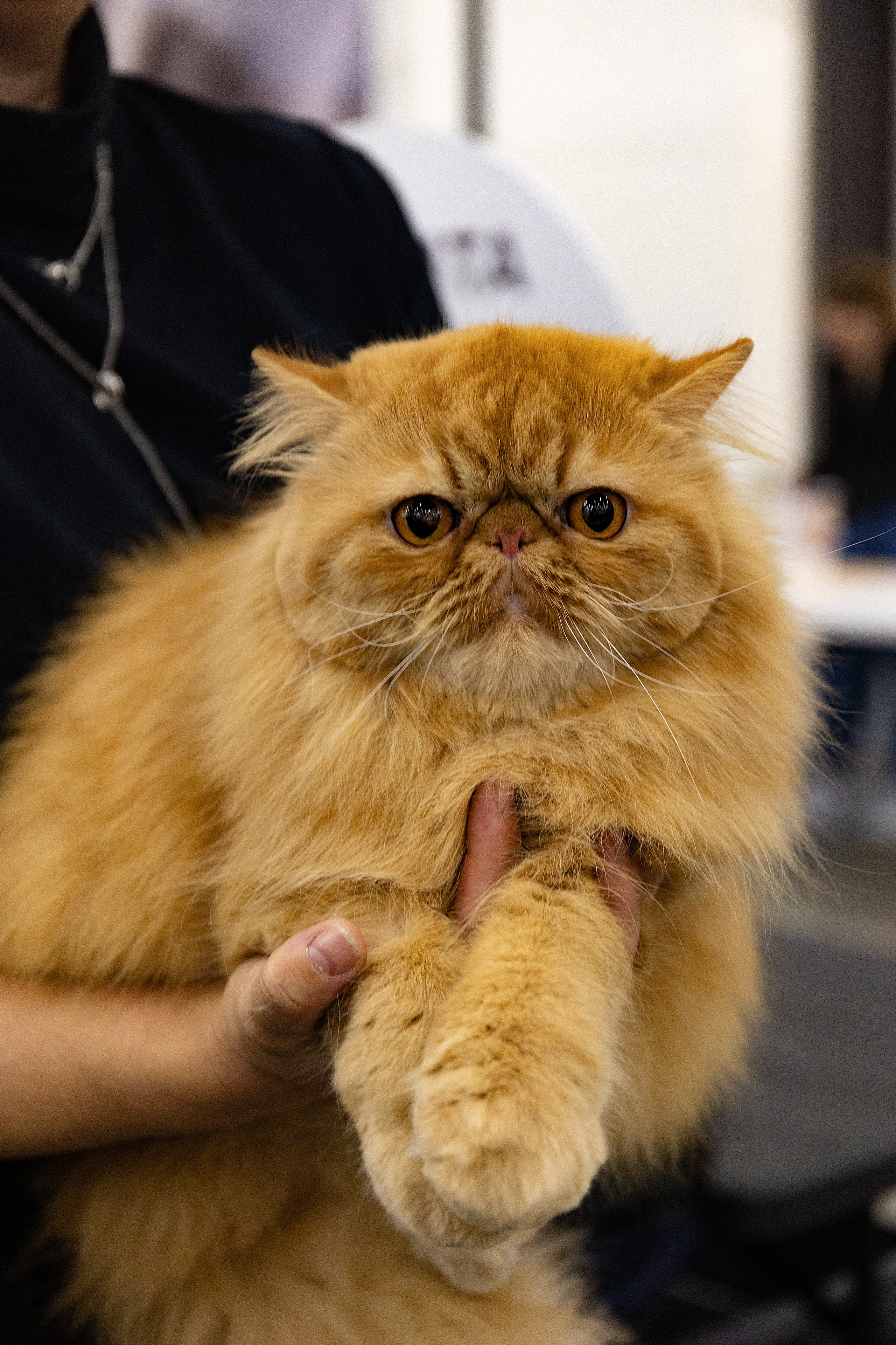 Анималистика