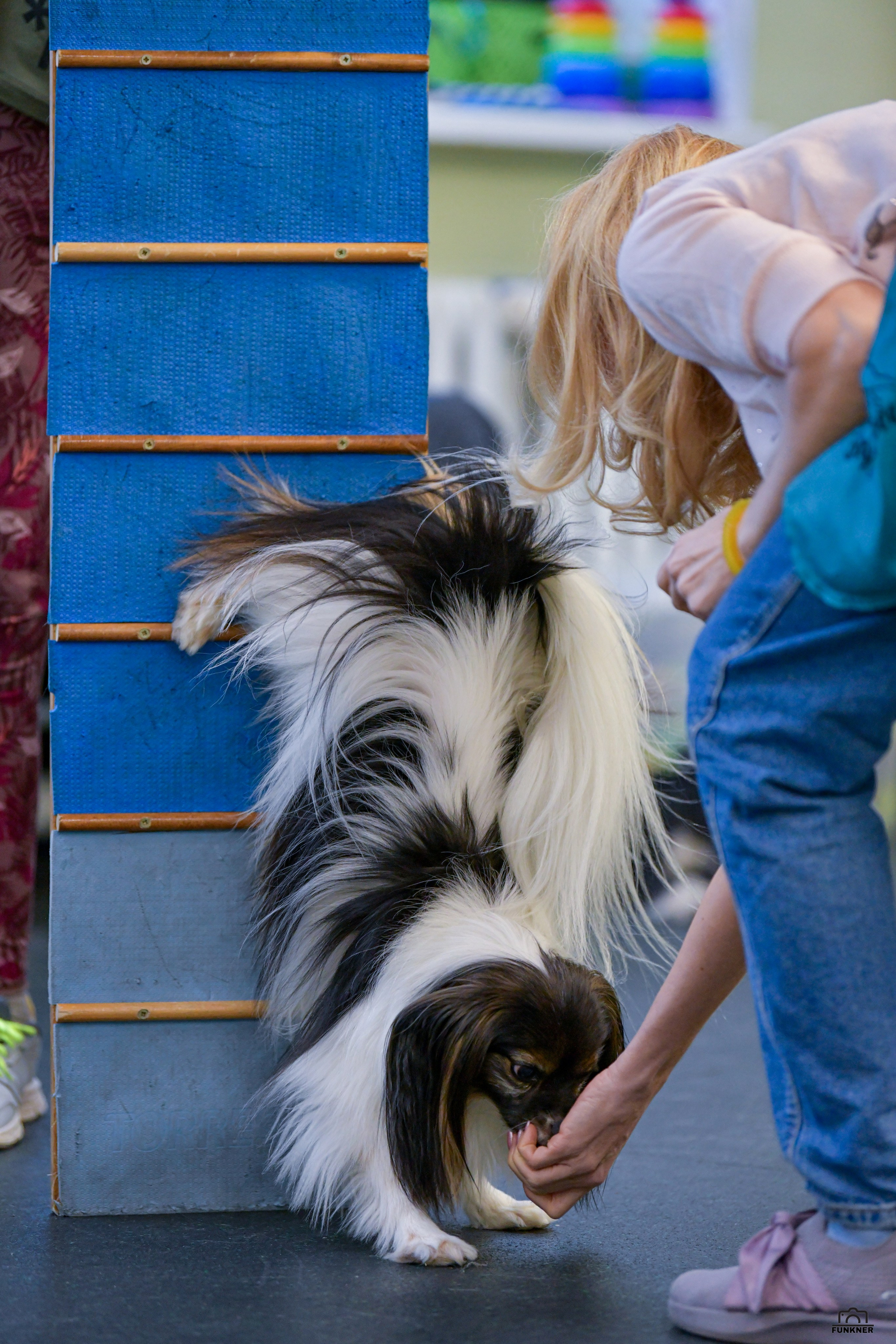 Кинологический клуб «Бодрый хвост». Свой взгляд через объектив