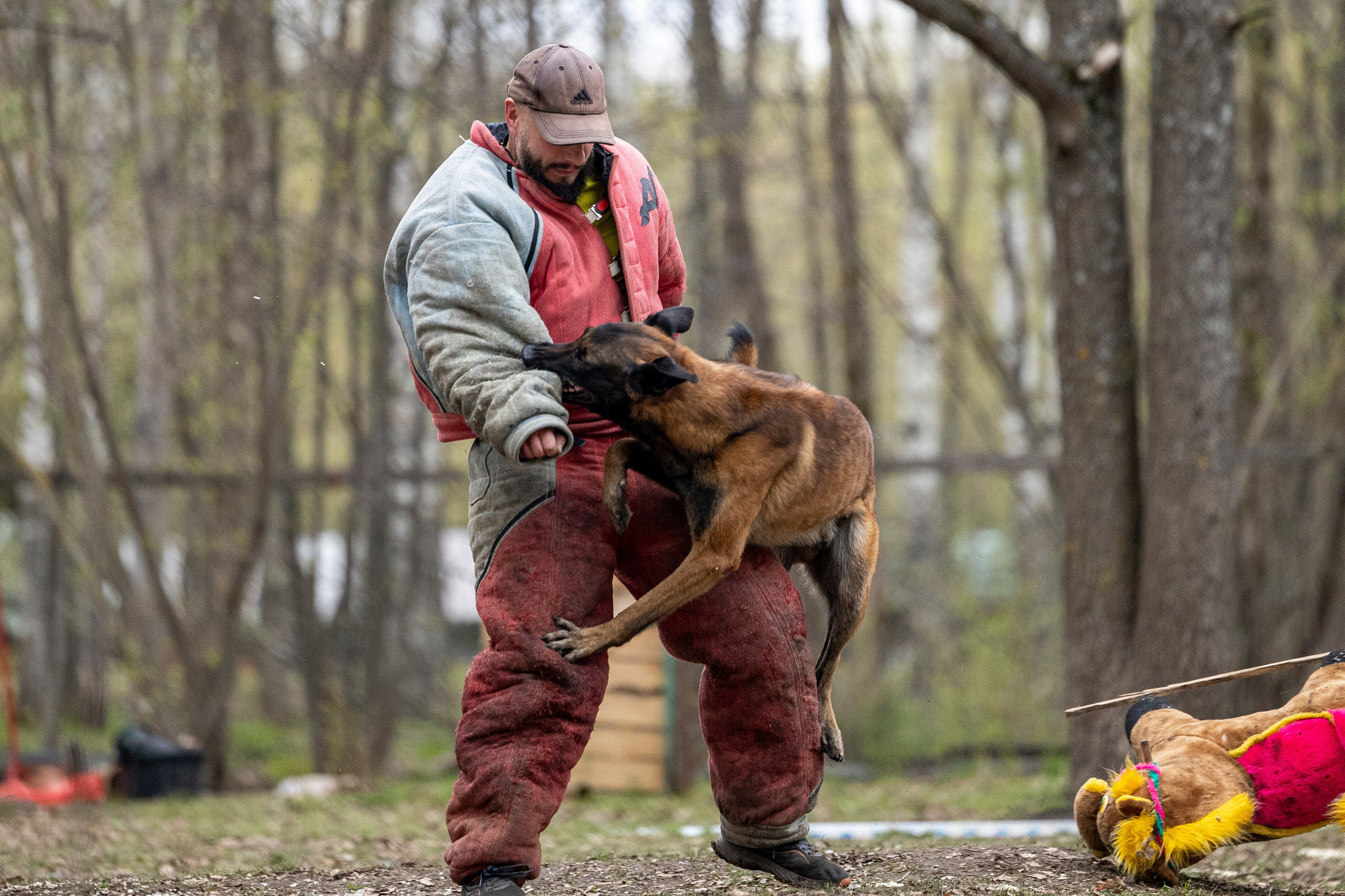 Квалификационные состязания по мондьорингу г. Вологда 11.05.24. Фотограф-анималист Анна Маринич