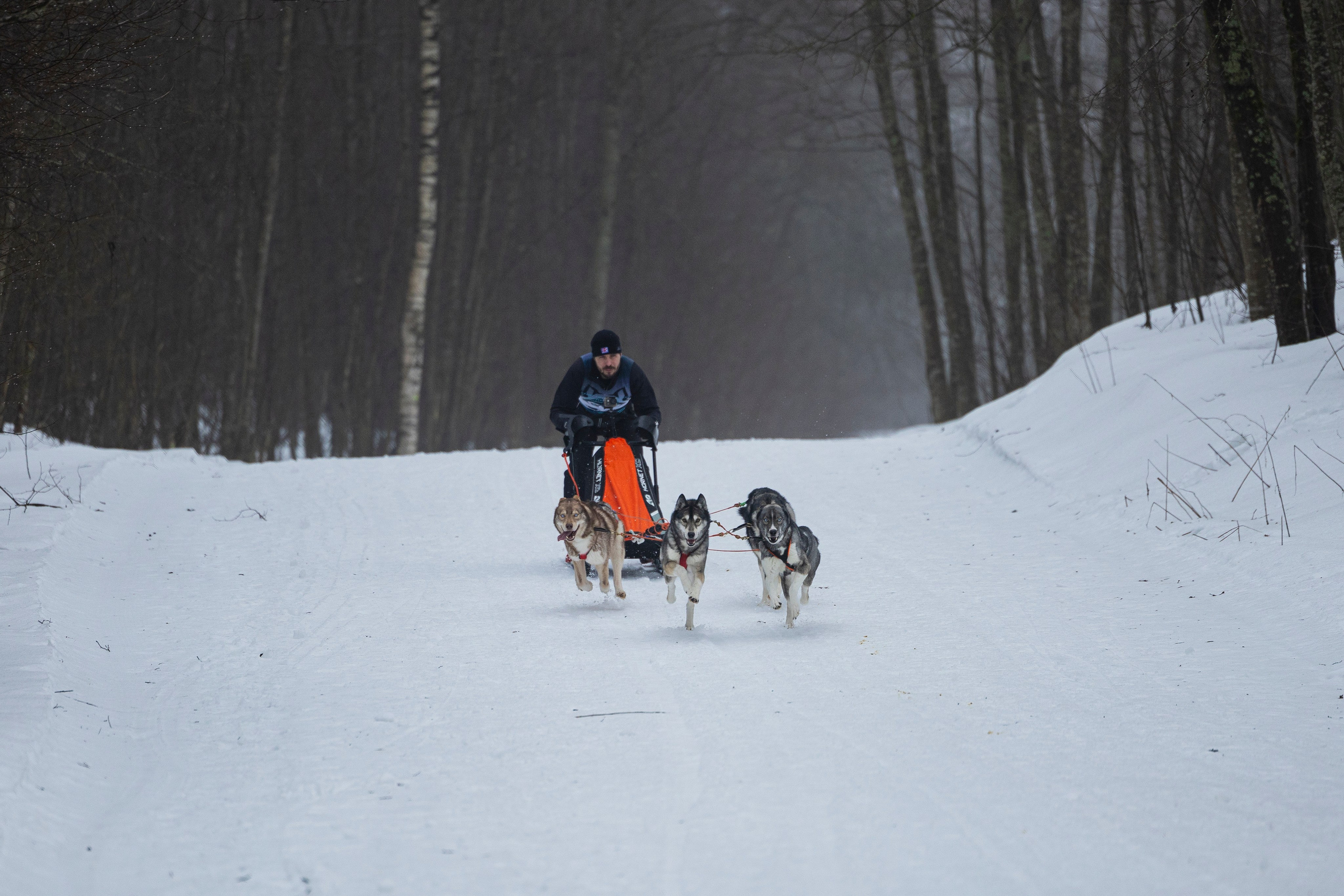 Зимний Чемпионат Санкт-Петербурга по ездовому спорту. Фотограф-анималист Анна Маринич