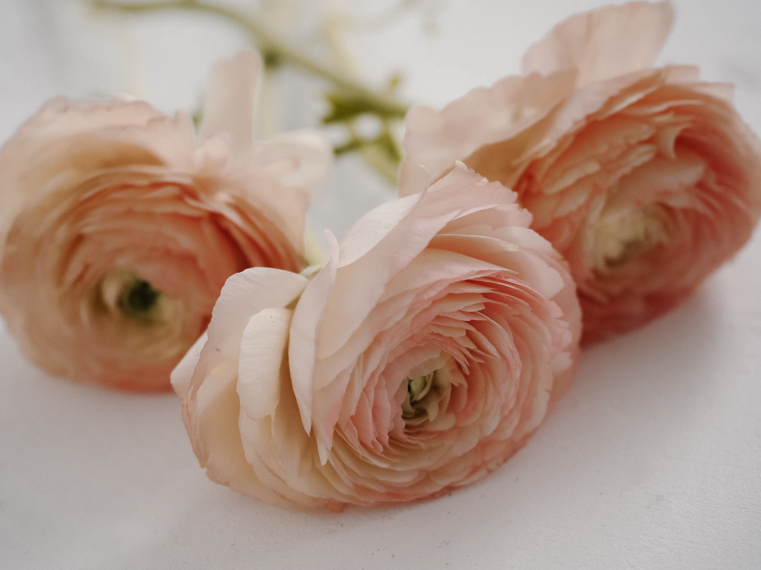 Анастасия. Фотограф Рязань. Семейный Свадебный фотограф