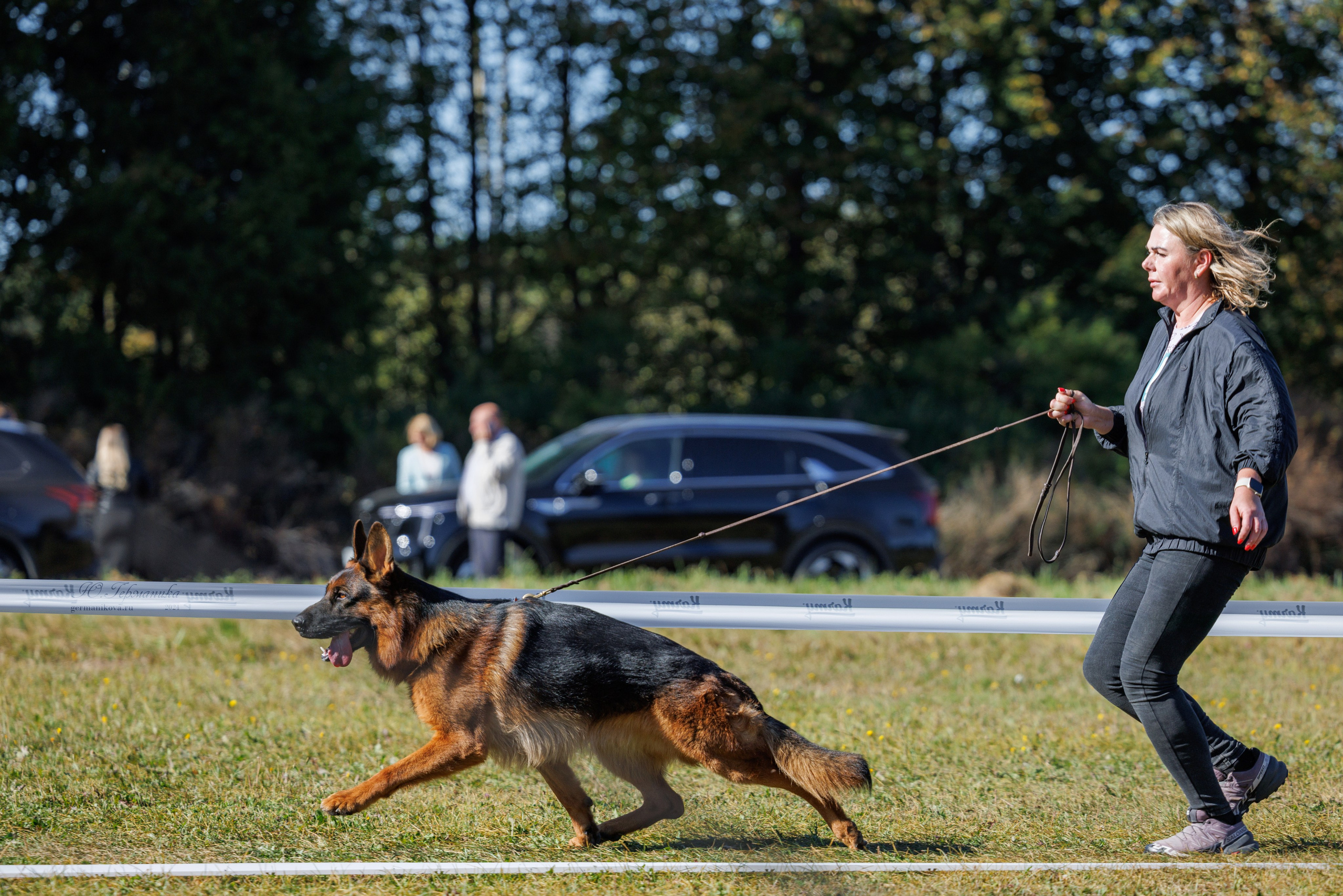 Тверь немецкие овчарки 22.09.2024. Фотограф-анималист Юлия Германика