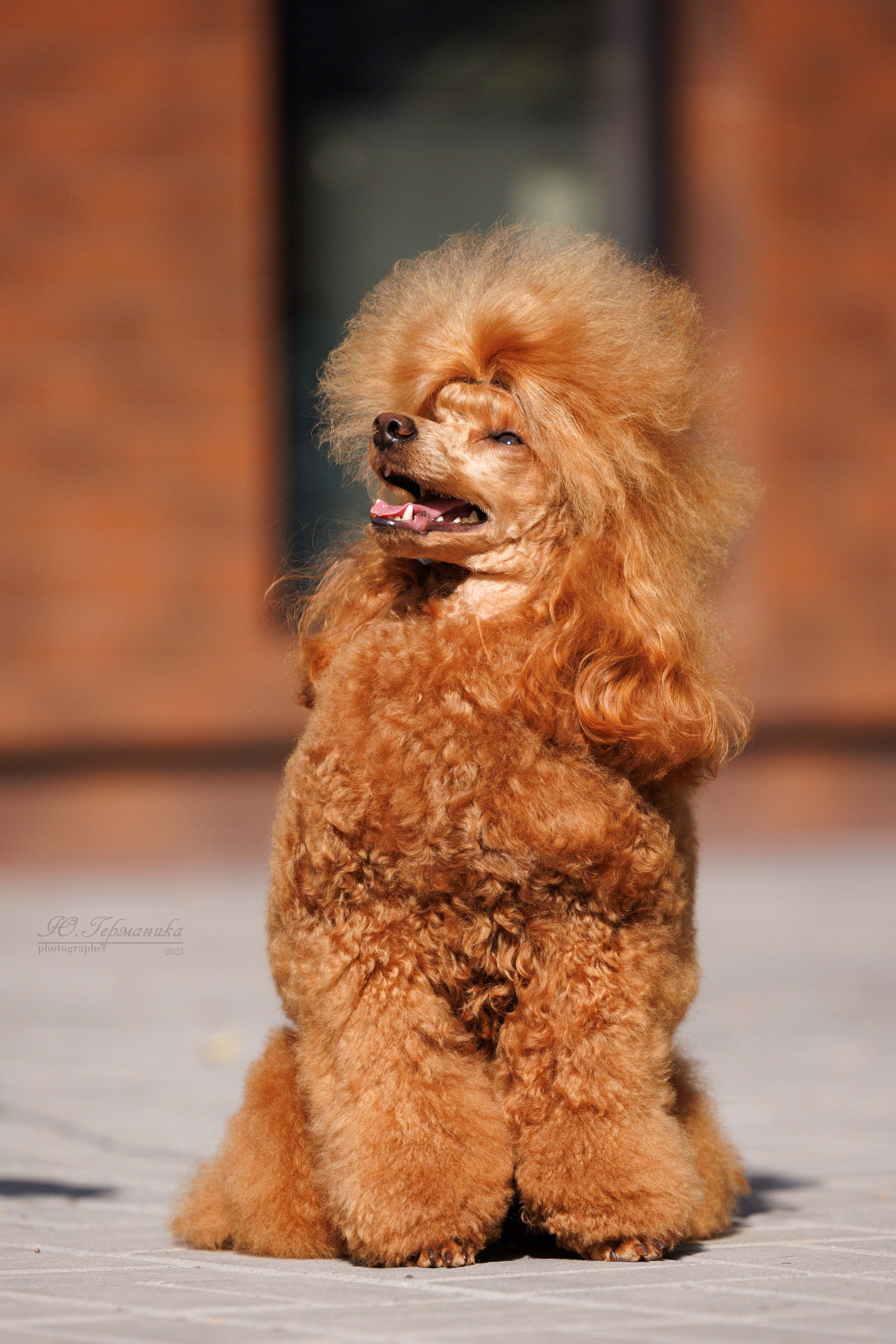 Бишкек 3х CACIB 26-28.09.2025. Фотограф-анималист Юлия Германика