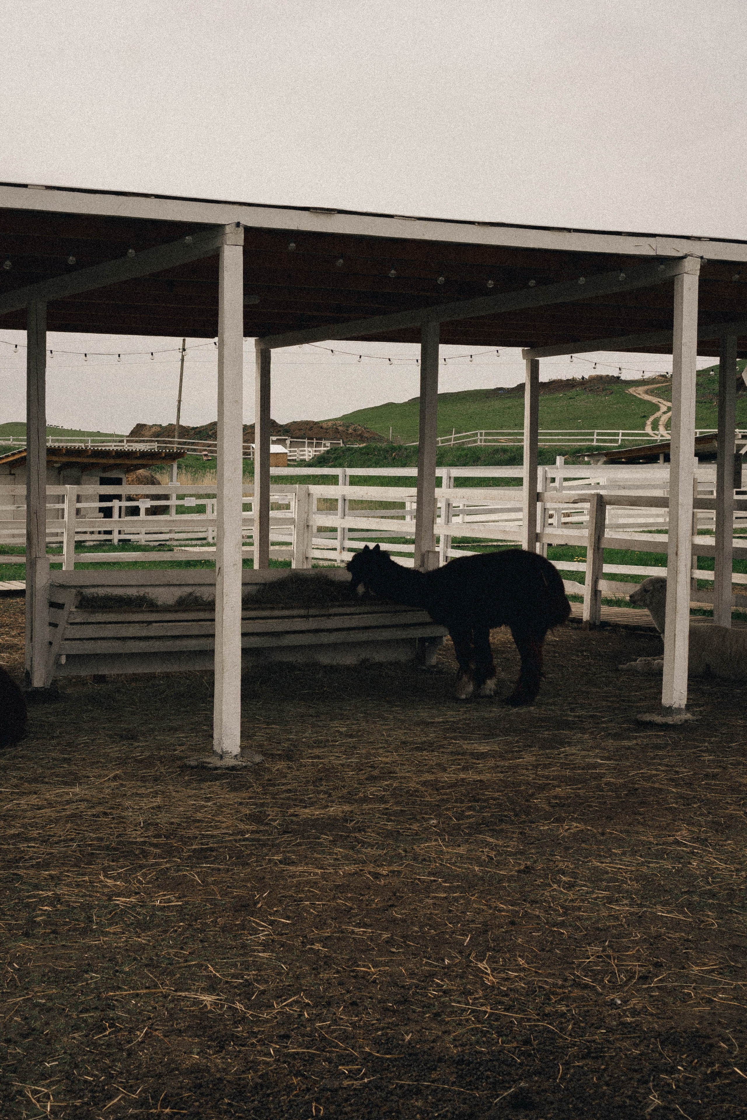 Ферма Альпак. Профессиональный фотограф, Санкт-Петербург — Виктория Богомолова