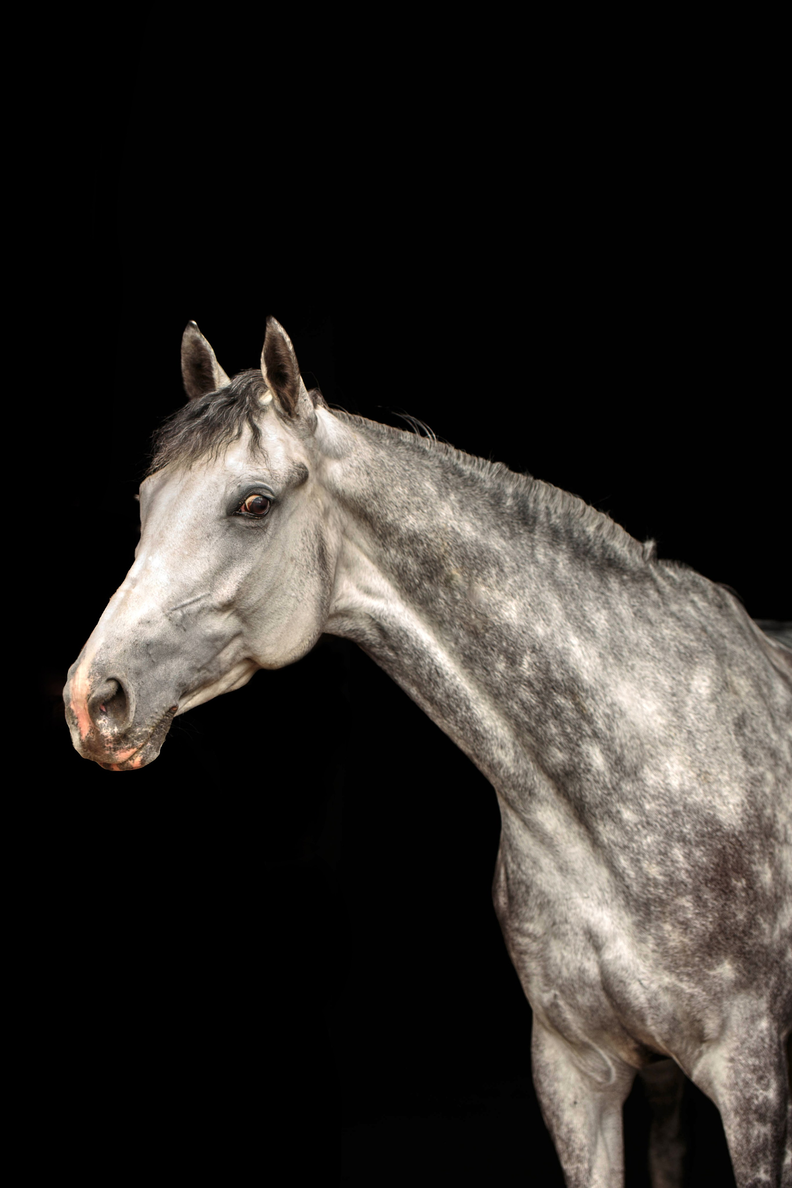 СЪЕМКА ЛОШАДЕЙ. Конный фотограф в Красноярске — Любовь Похабова