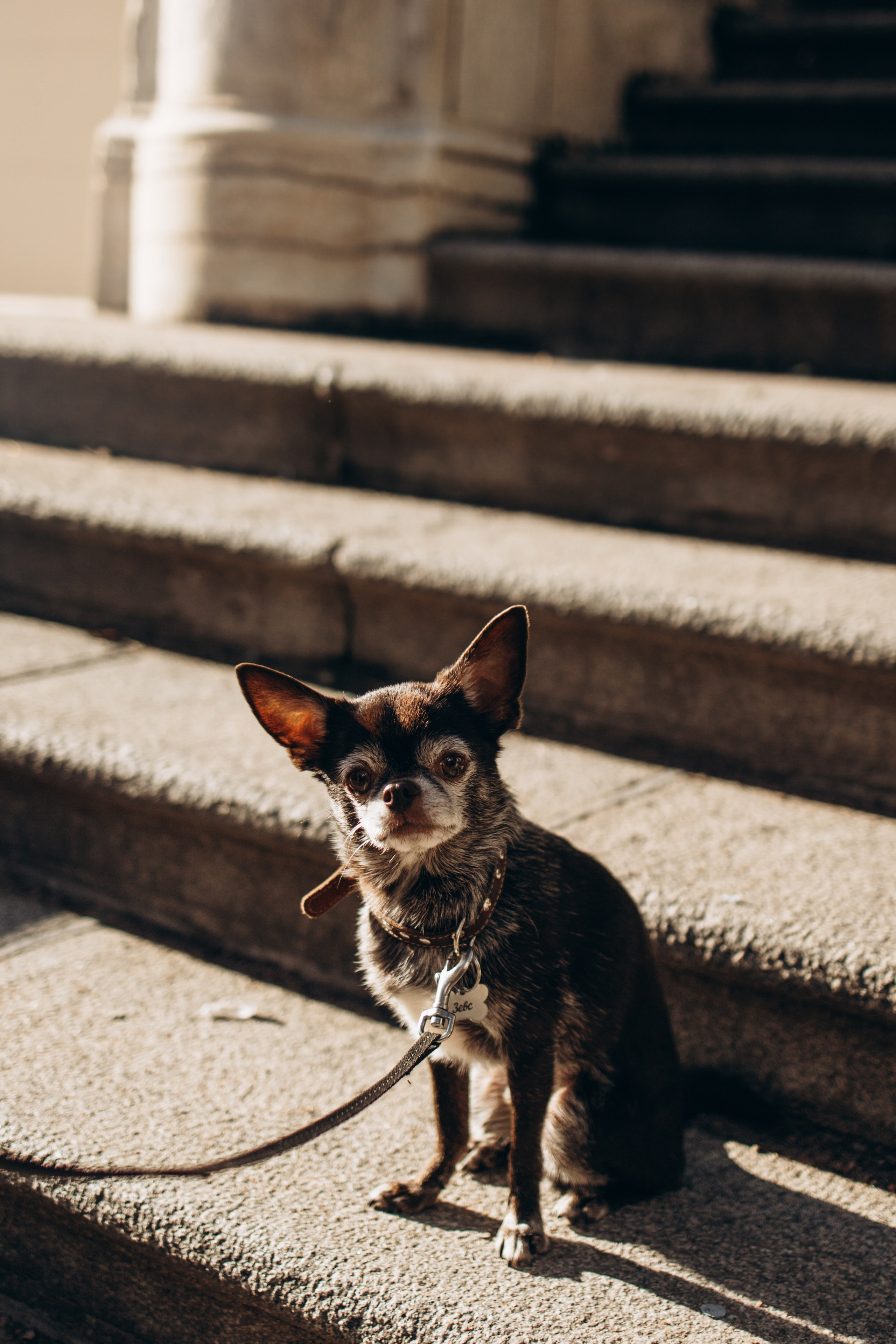 Даша и ее мальчики. Фотограф — Анималист | Санкт-Петербург
