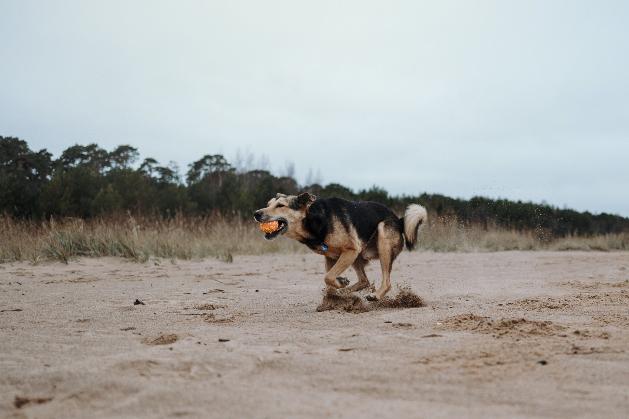 Наталья и Того. Фотограф — Анималист | Санкт-Петербург