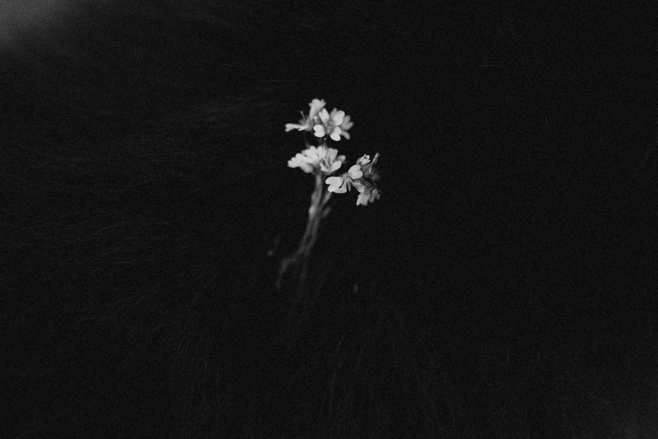 Лора и Джанго. Фотограф — Анималист | Санкт-Петербург