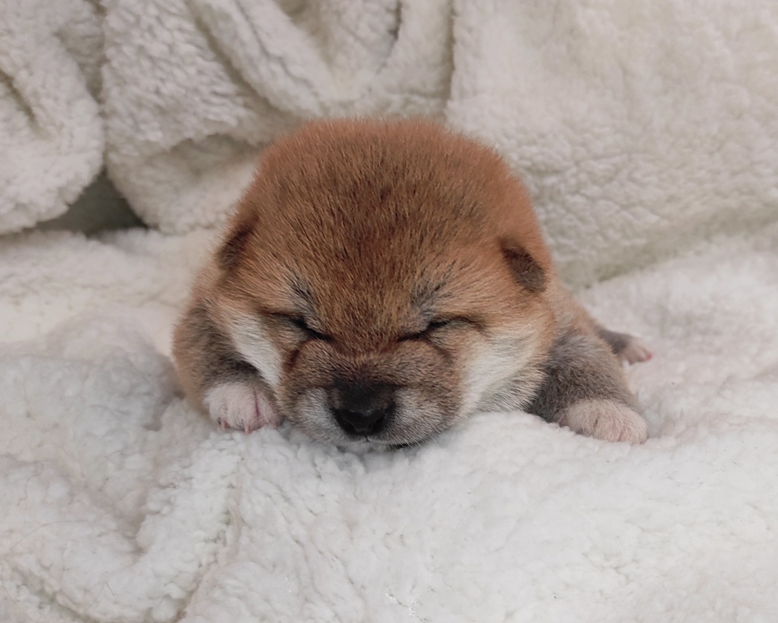 сиба питомник Рубилайт щенки на продажу rubylight  сиба щенки купить СПб Санкт-Петербург 