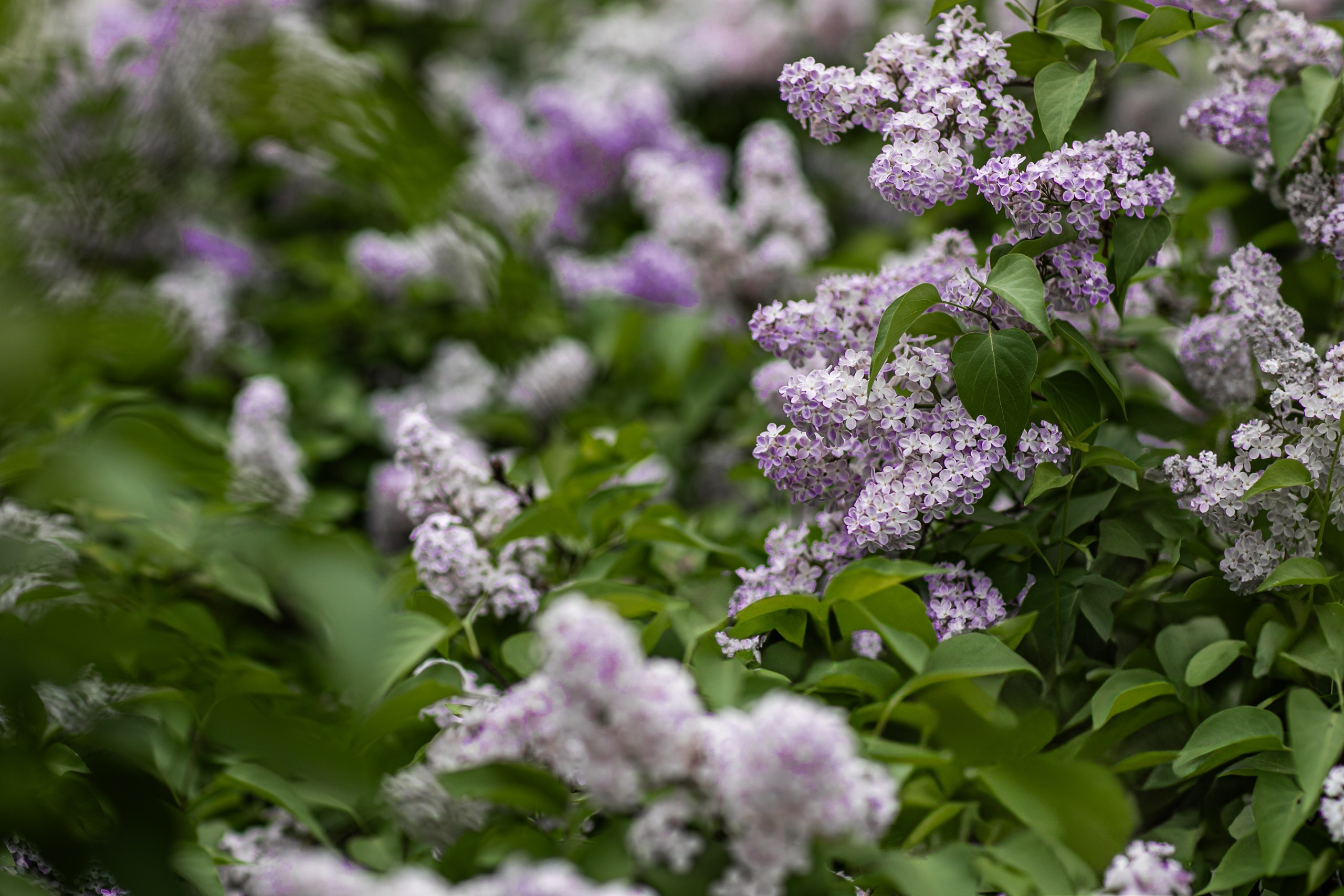 Главная. Фотограф Елена Вишневская (Ушакова) Нефтеюганск, Сургут, Тюмень