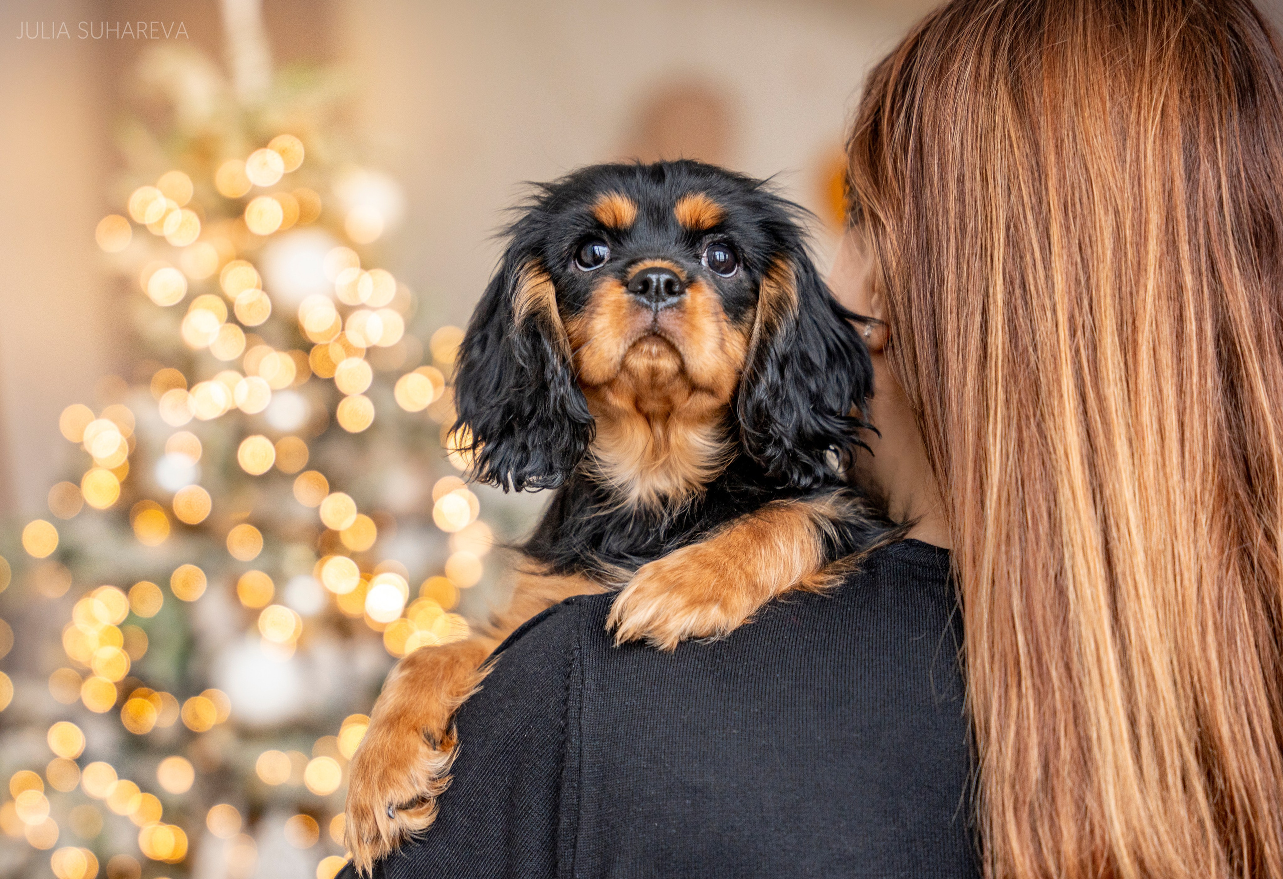 Щенки Кавалер кинг-чарльз-спаниель (Новый год). Главная