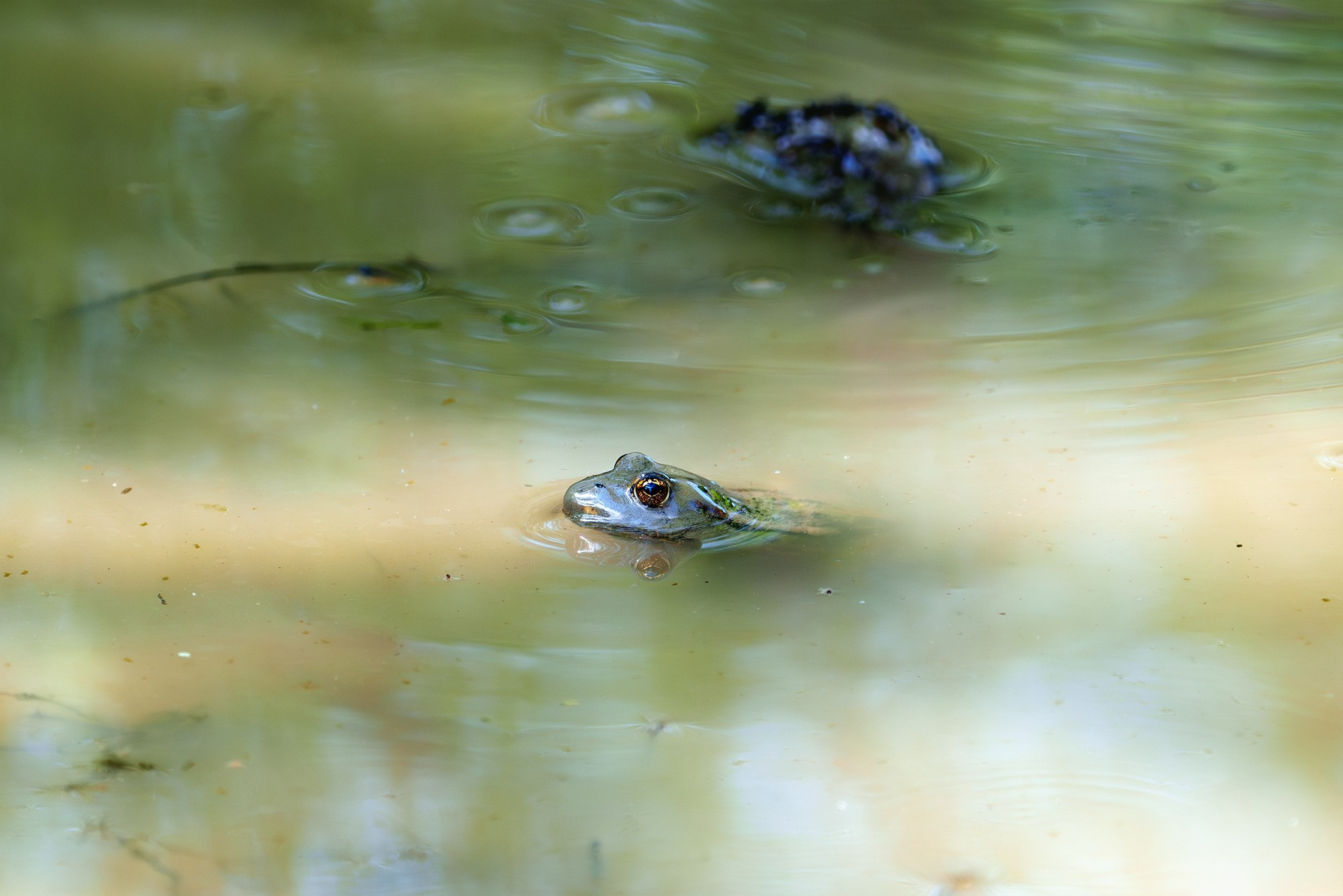 Животные. Ваш личный фотограф Марина Волкова