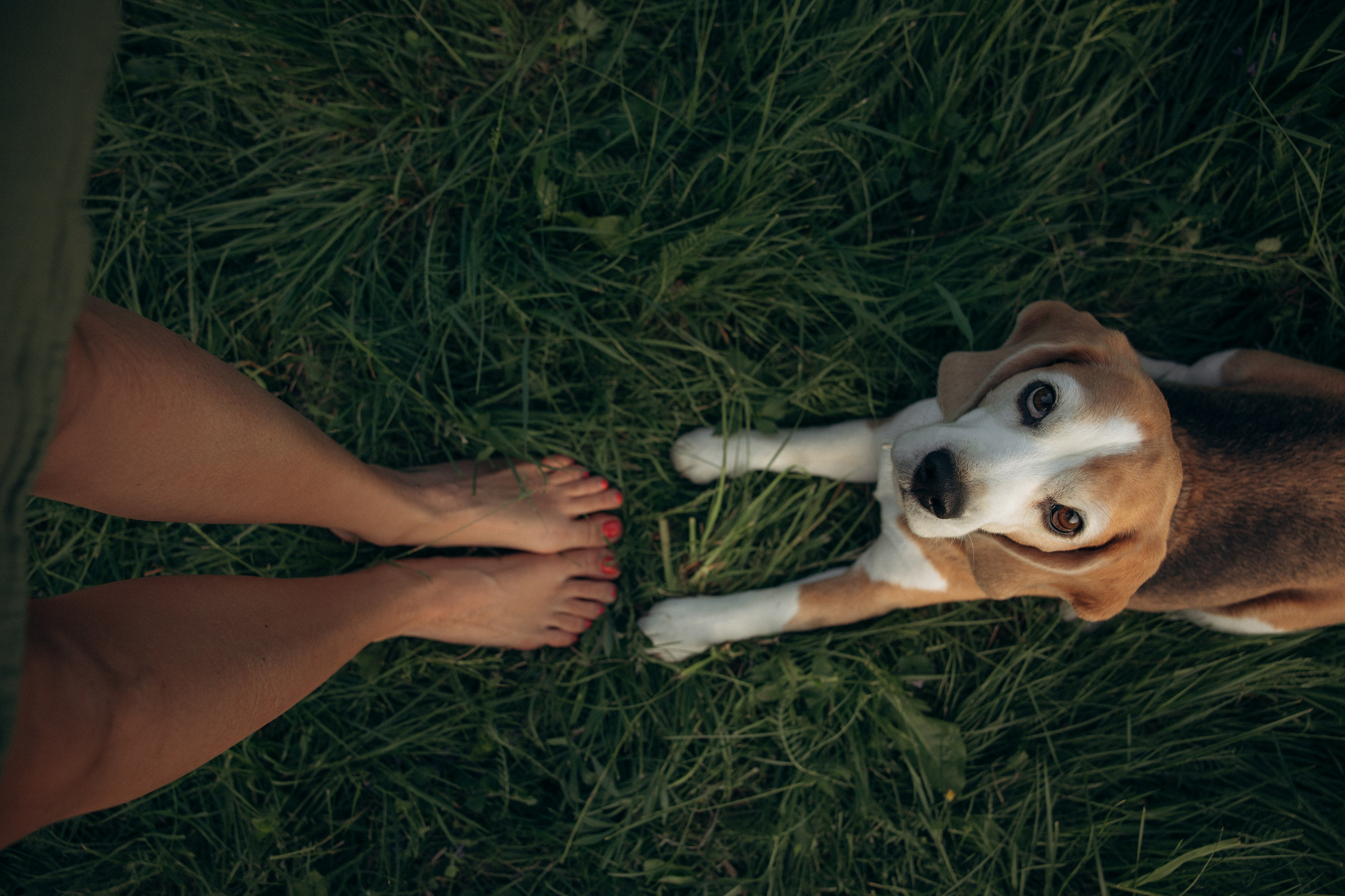 Кристина и Нора. На закате дня. Фотограф анималист в Казани Алина Сулейманова. Фотограф животных
