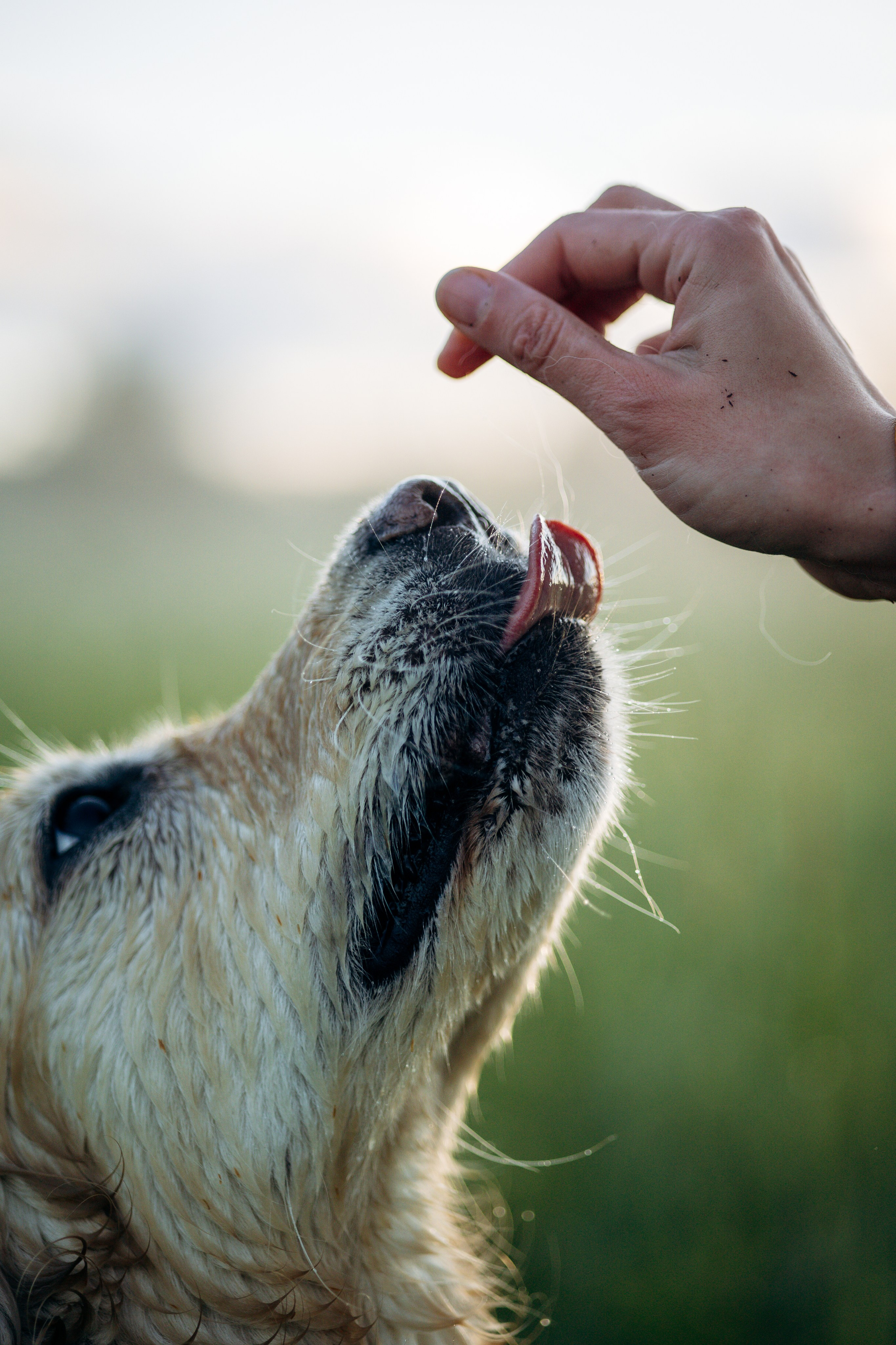 Юля и Руби. Фотограф — Анималист | Санкт-Петербург