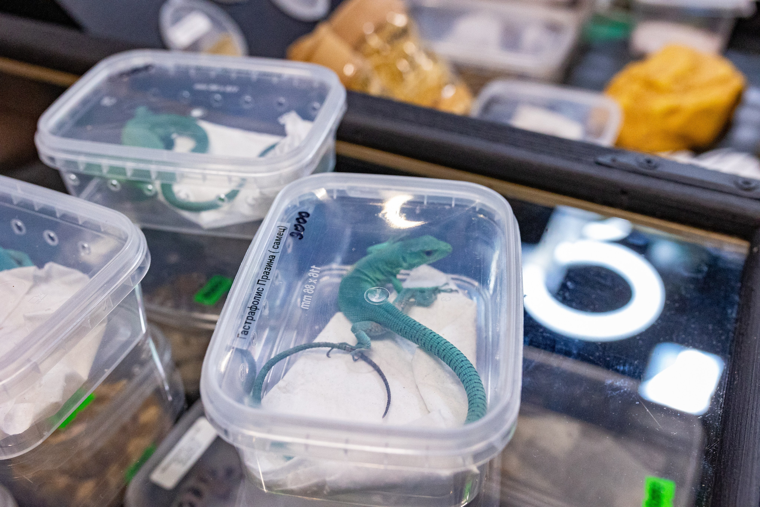 Рептилиум 2024. Александра Куликова фотограф, Москва