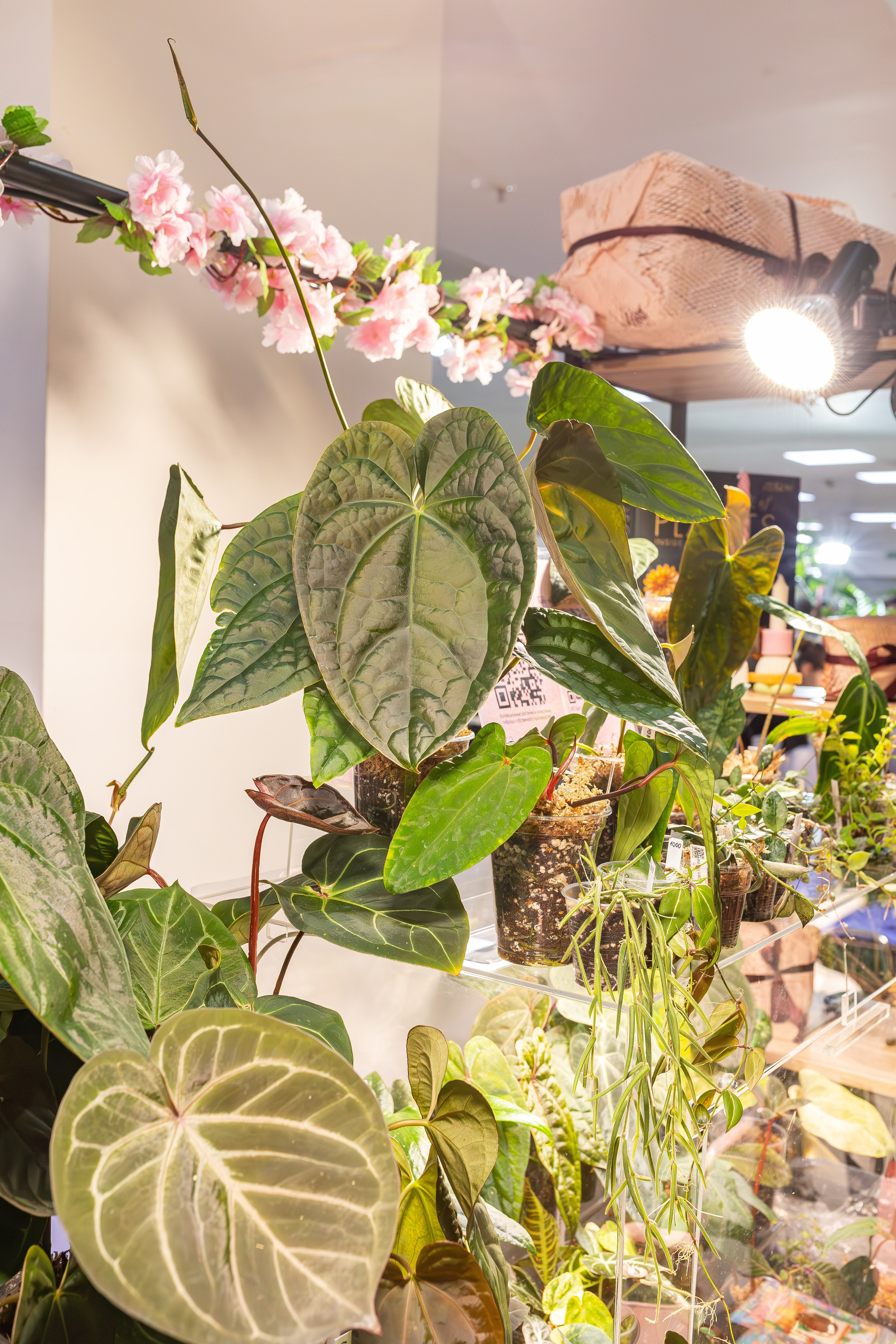 Монстериум апрель 2026. Александра Куликова фотограф, Москва