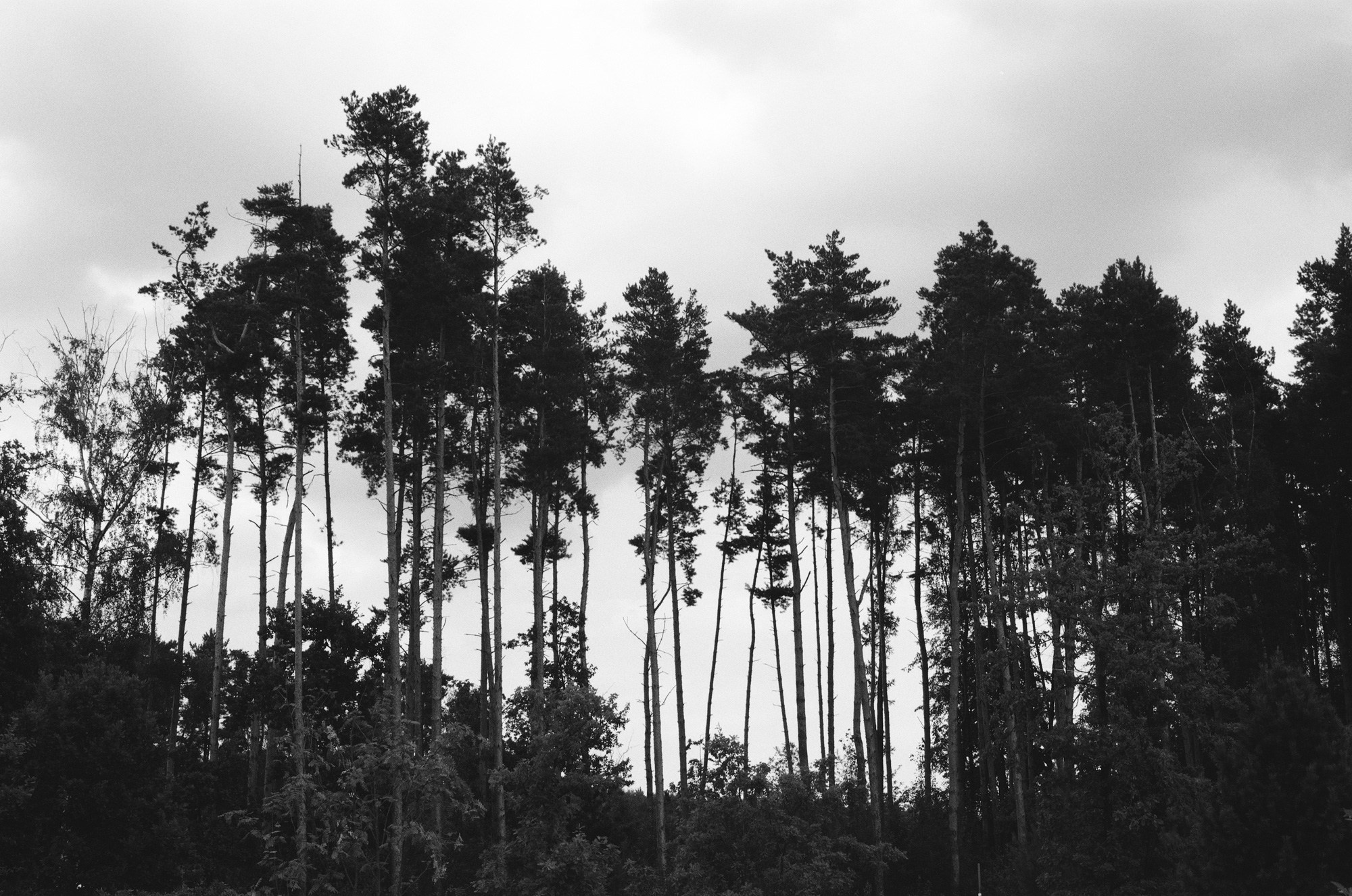 Мещерский парк. Другой Павел Поцелуев. Фотограф в 2025 году