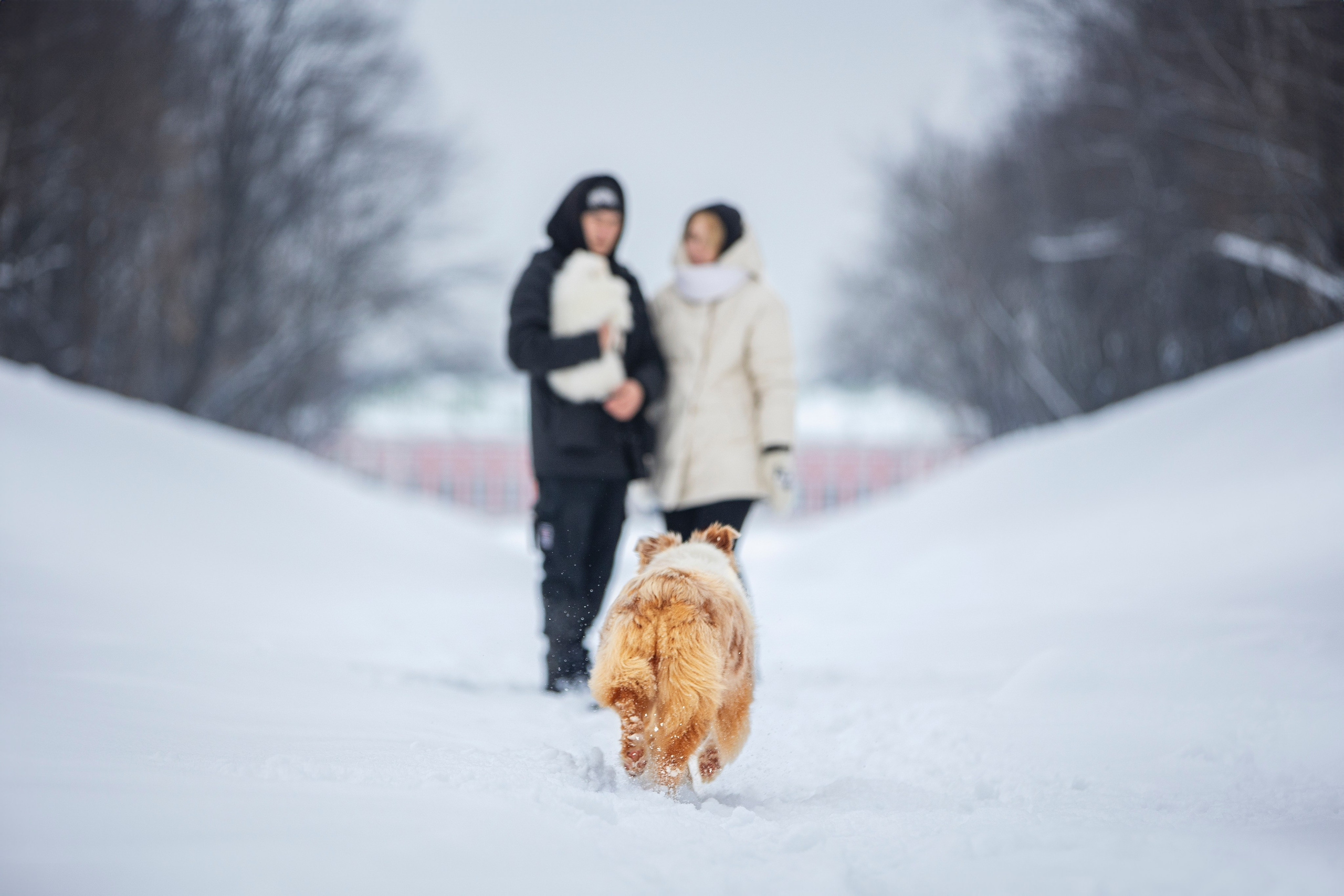 Настя, Игорь, Тесс и Марс. Фотограф анималист в Москве Майорова Евгения