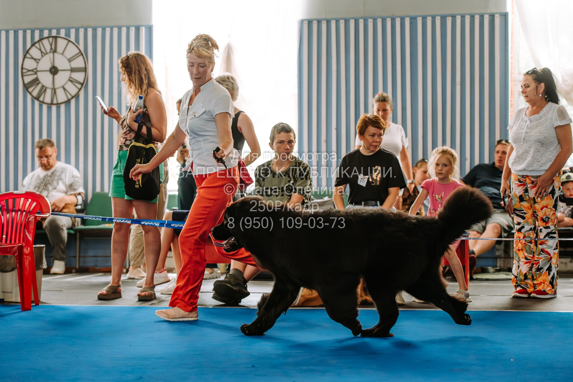 Национальная выставка собак всех пород ранга САС-IKU «Кубок Красноярск. Фотограф Диана Оленина Красноярск / Братск