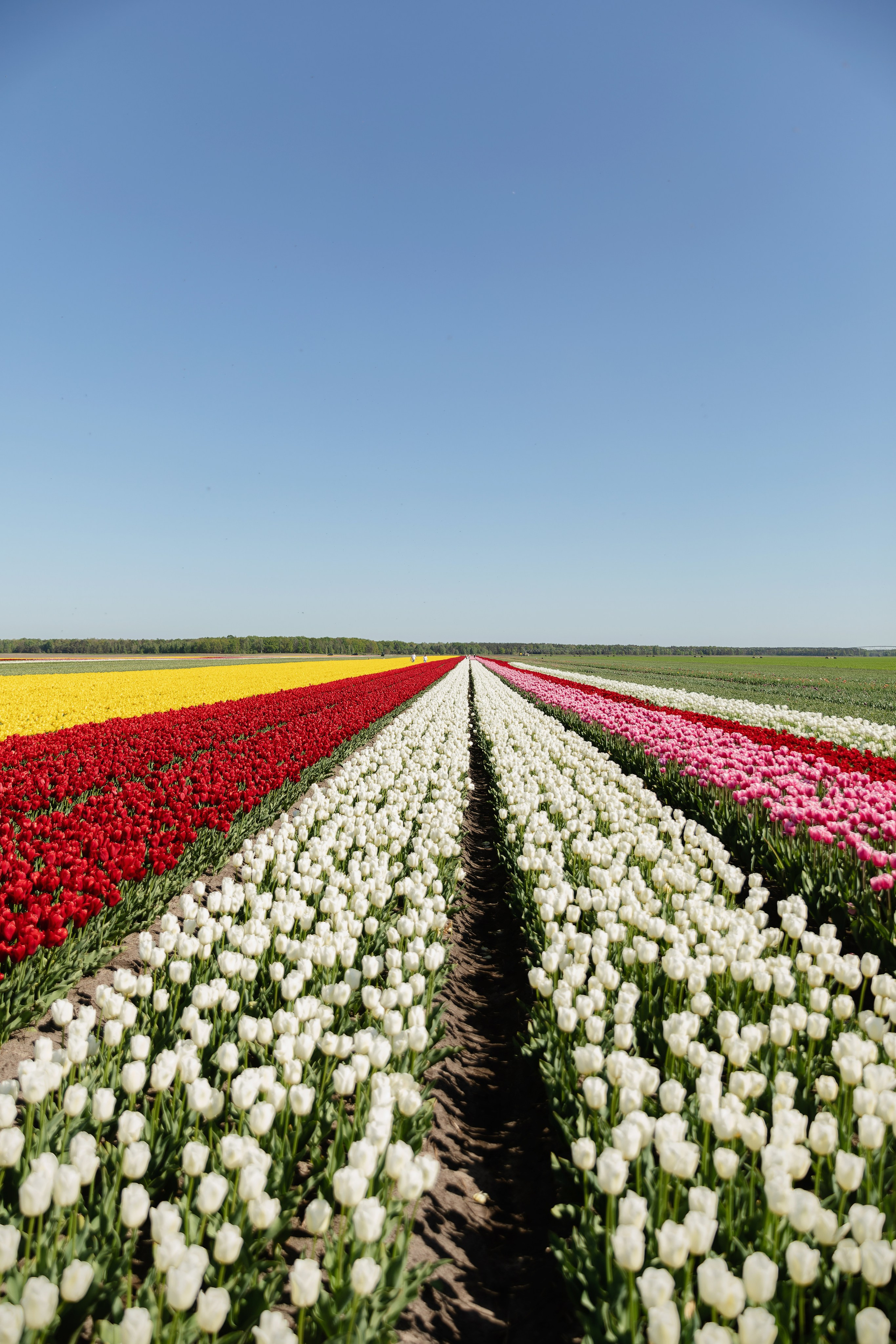 Фотографии с тюльпановых полей Пинск. Репортажный и свадебный фотограф в Минске Шамко Анатолий