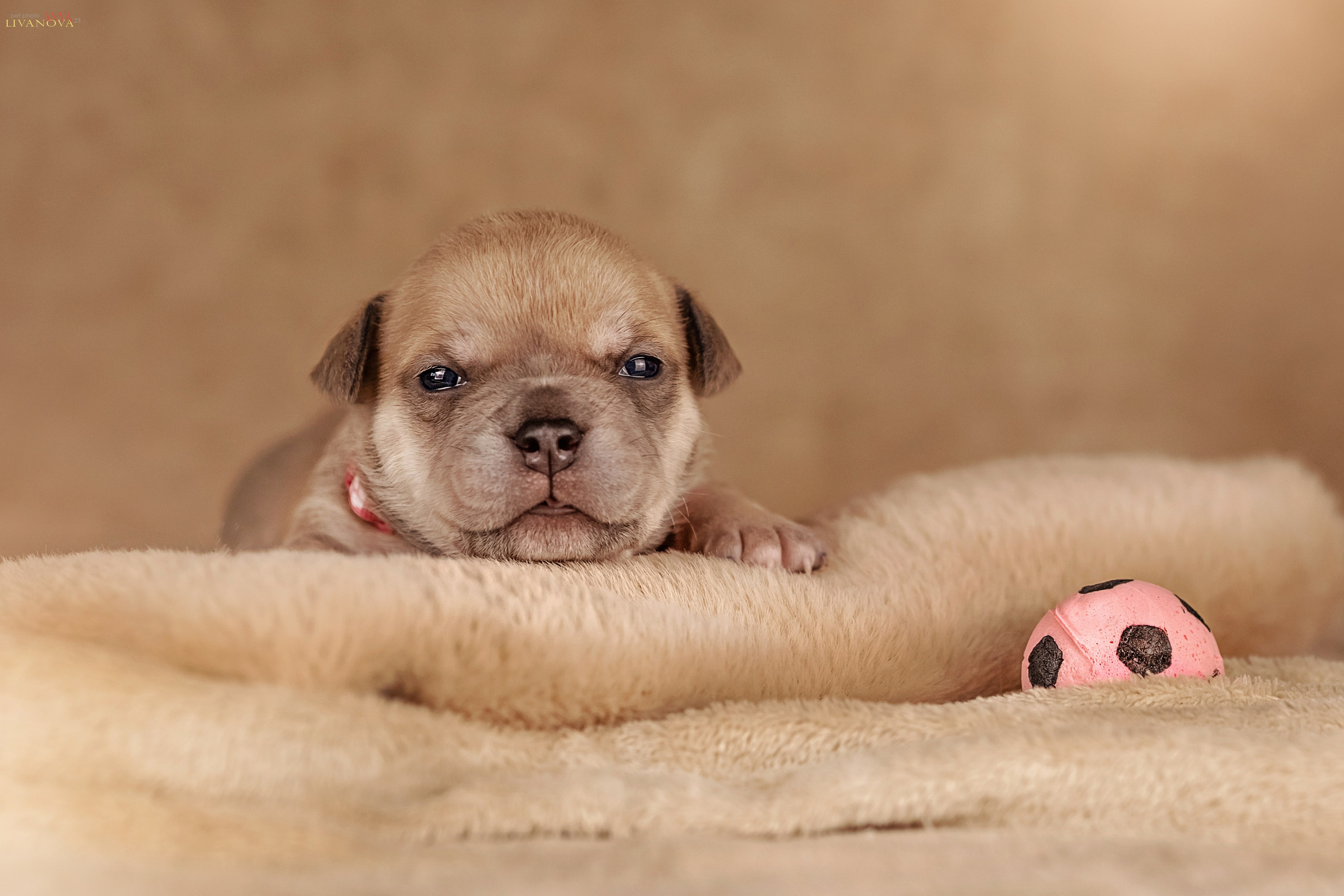 Амбулли. Фотограф анималист Аня Ливанова | Рыбинск