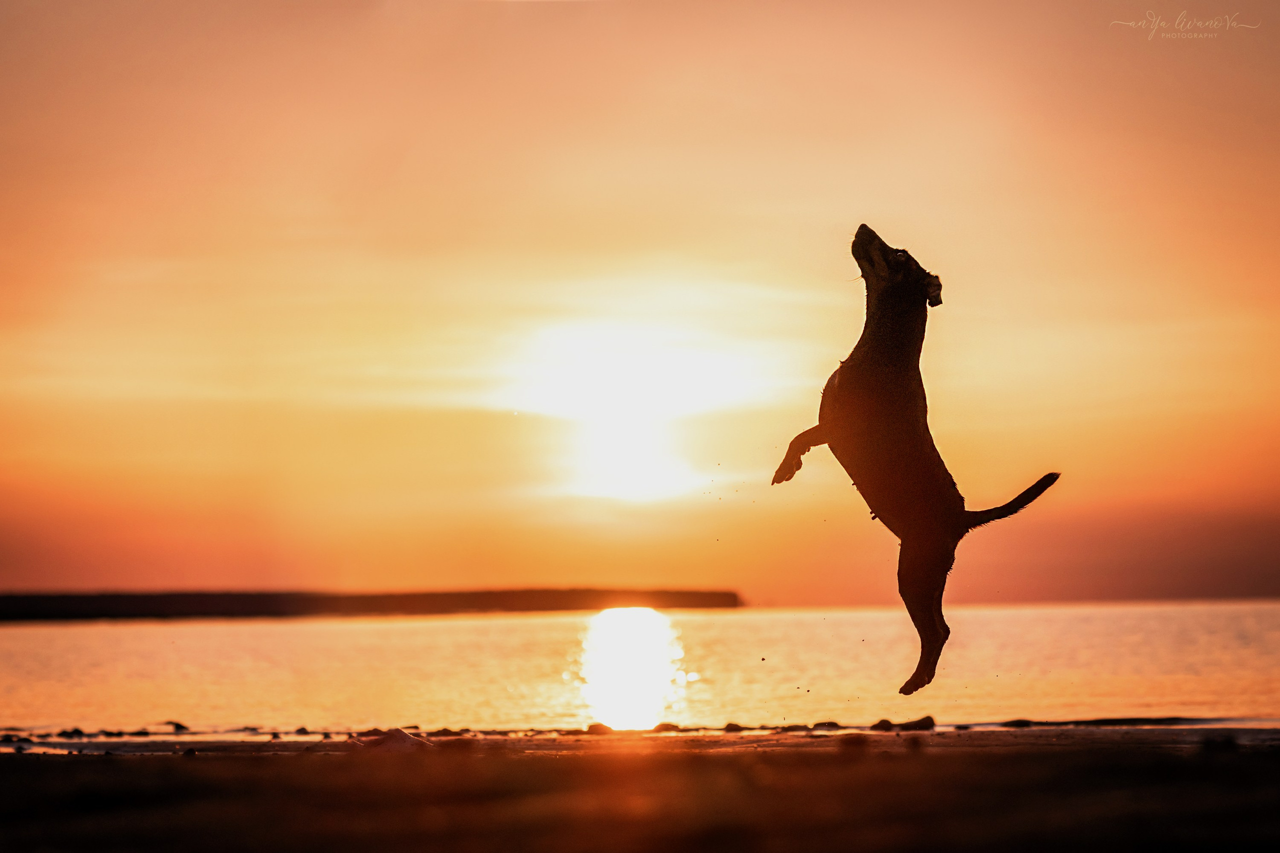 Ляля — Маня — Плюша закат. Фотограф анималист Аня Ливанова | Рыбинск