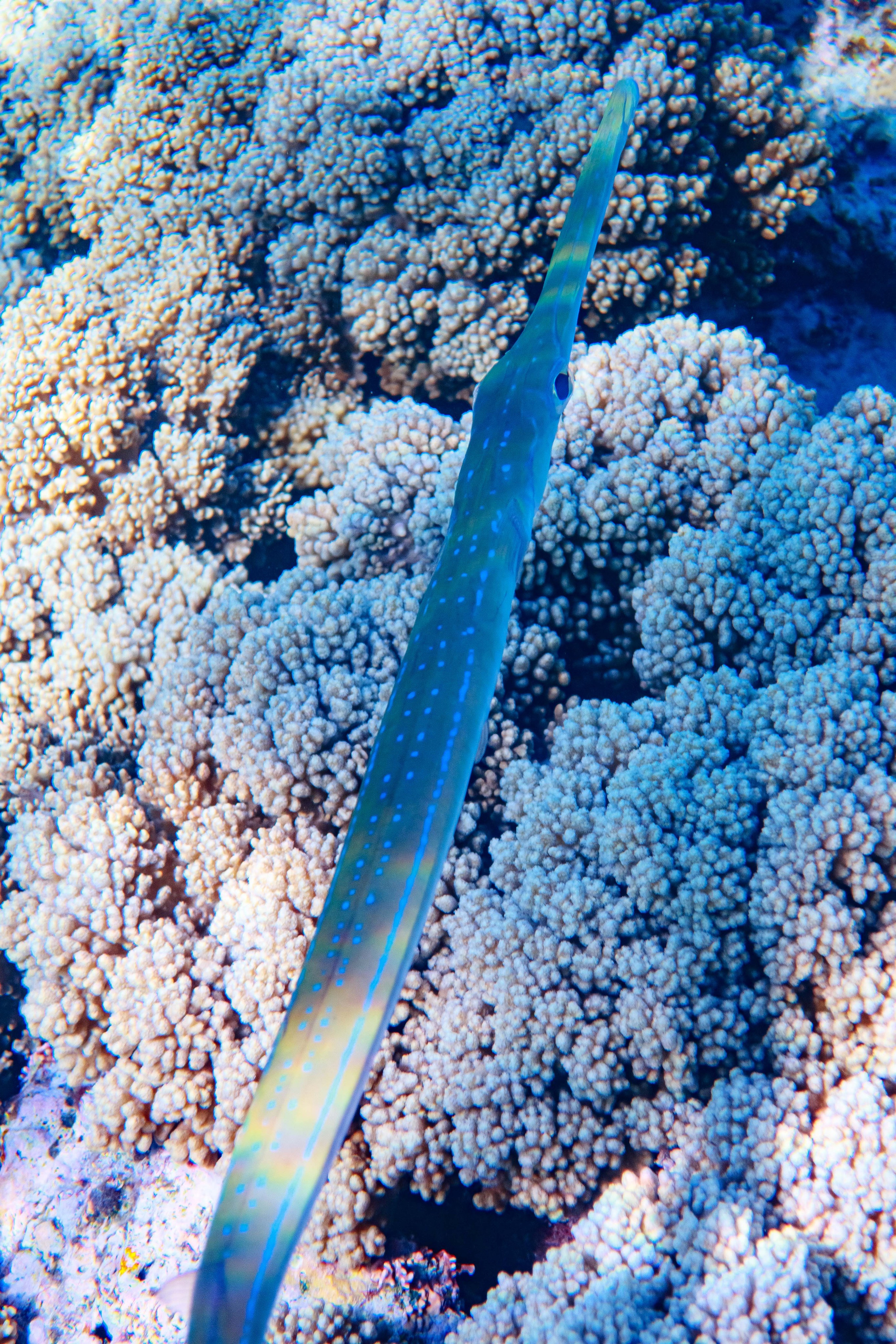 Fish. Фотограф Светлана Голицына