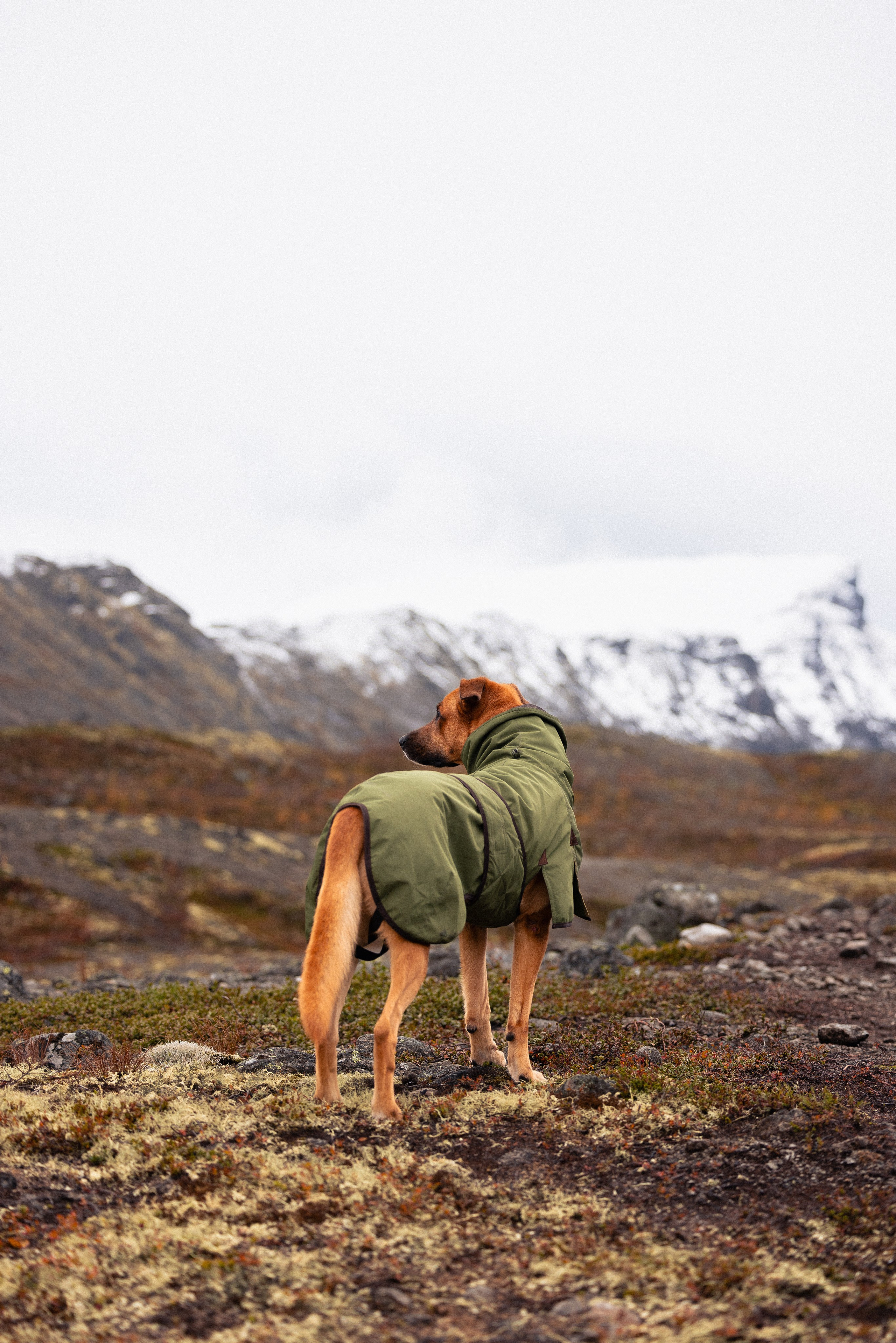 Кольский. Фотограф и видеограф анималист Аганина Дарья