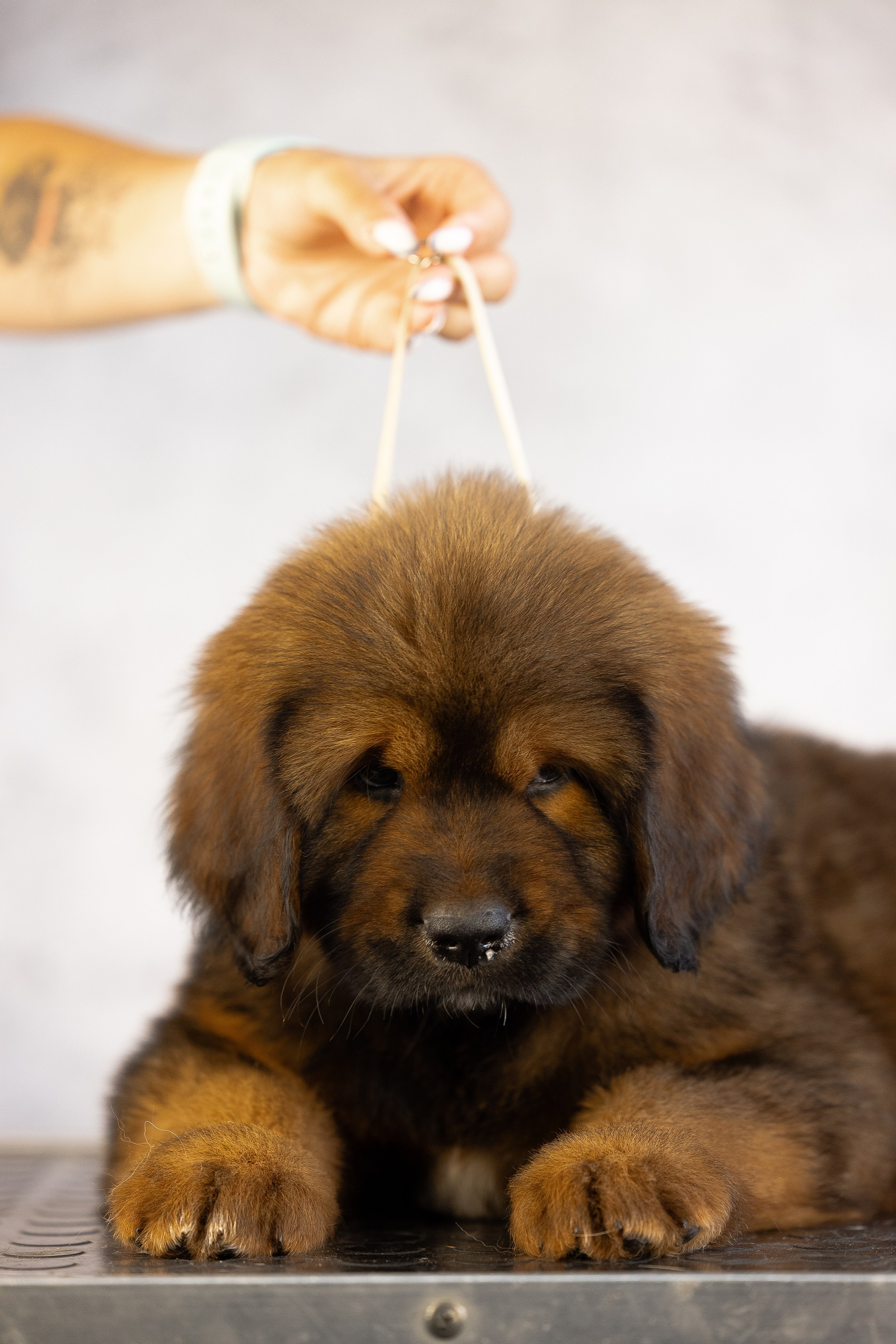 Тибетский мастиф. Фотограф и видеограф анималист Аганина Дарья