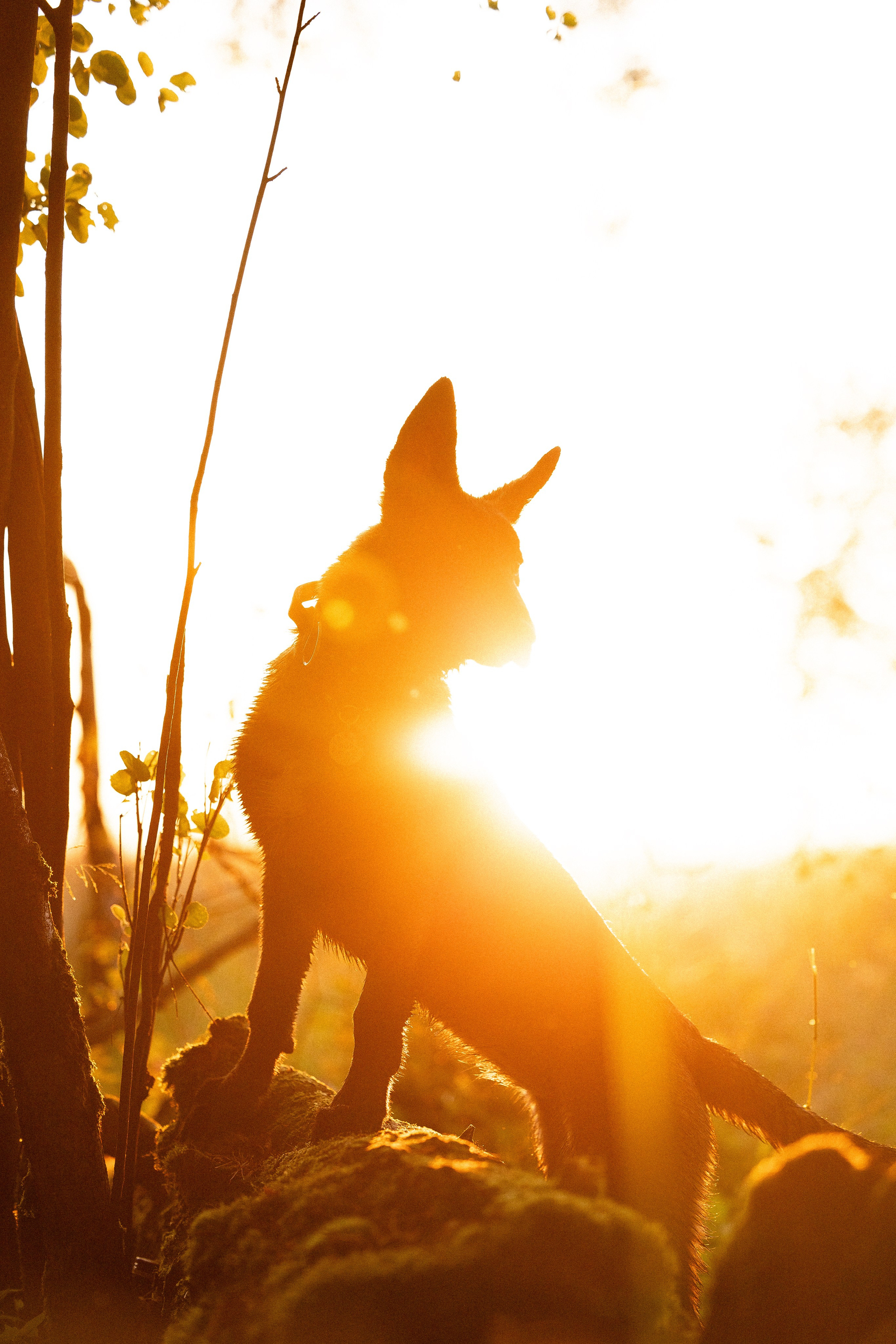 Галина и Лоя. Фотограф и видеограф анималист Аганина Дарья