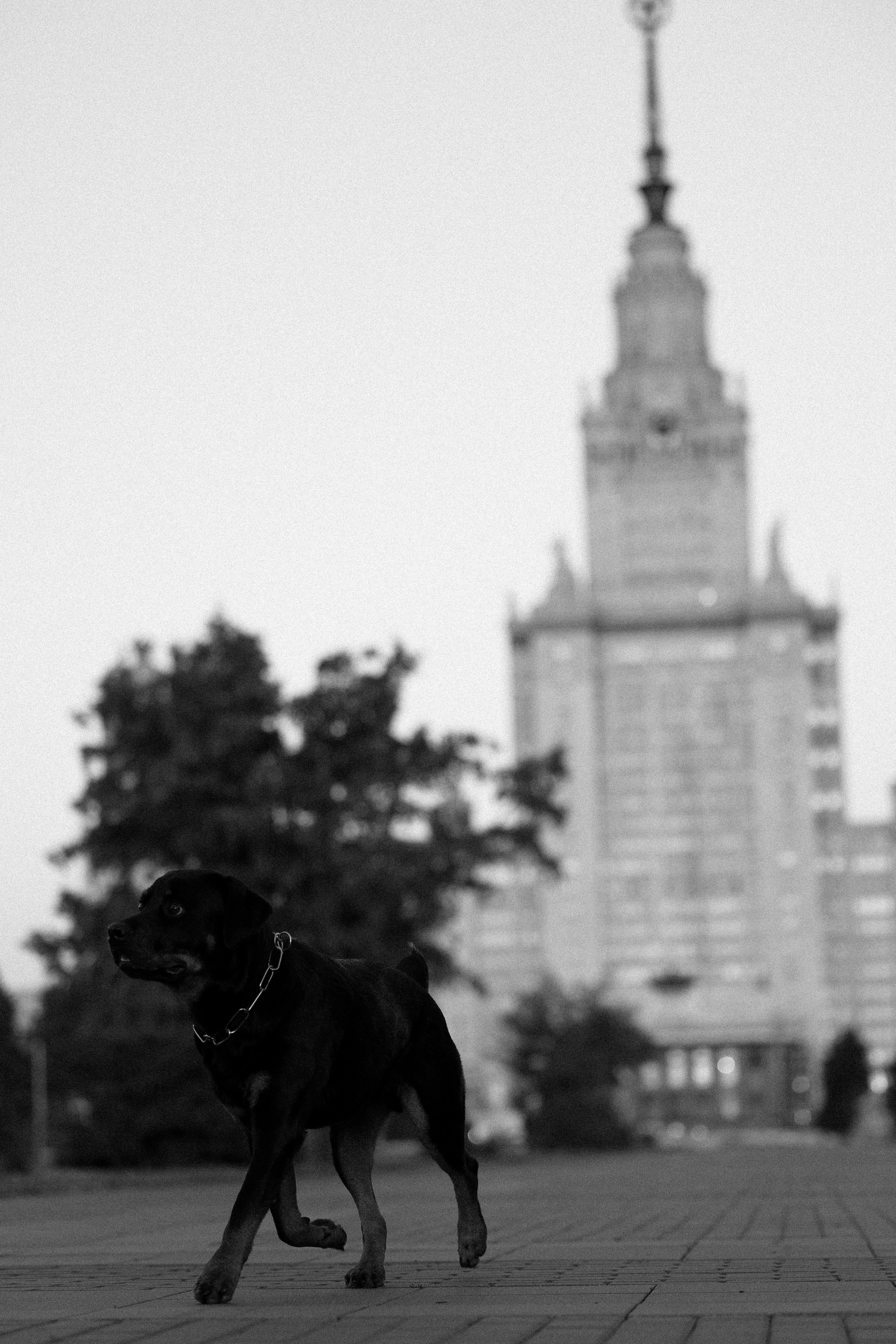 Катя, Леша, Лея и Трой. Фотограф и видеограф анималист Аганина Дарья