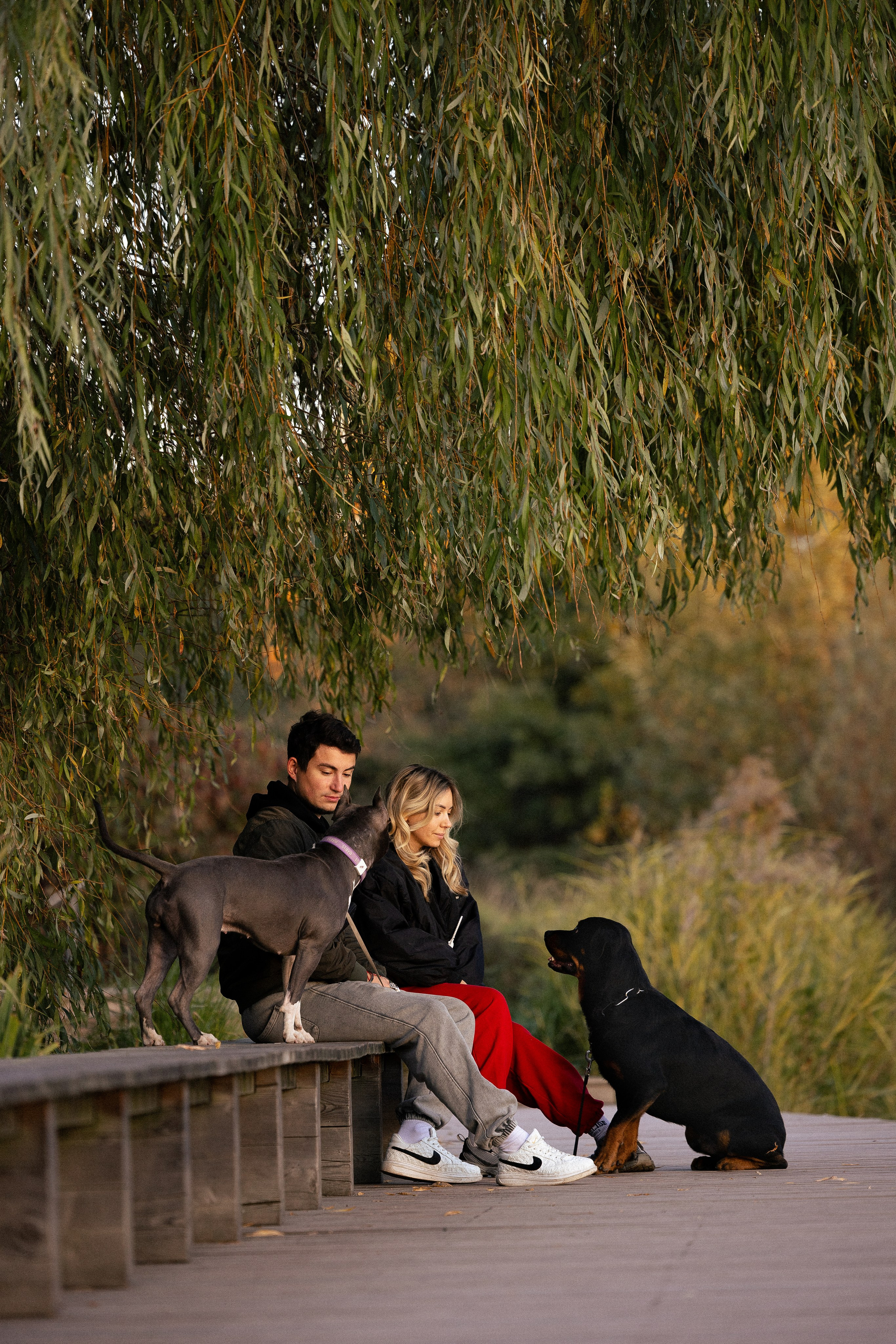 Катя, Леша, Лея и Трой. Фотограф и видеограф анималист Аганина Дарья