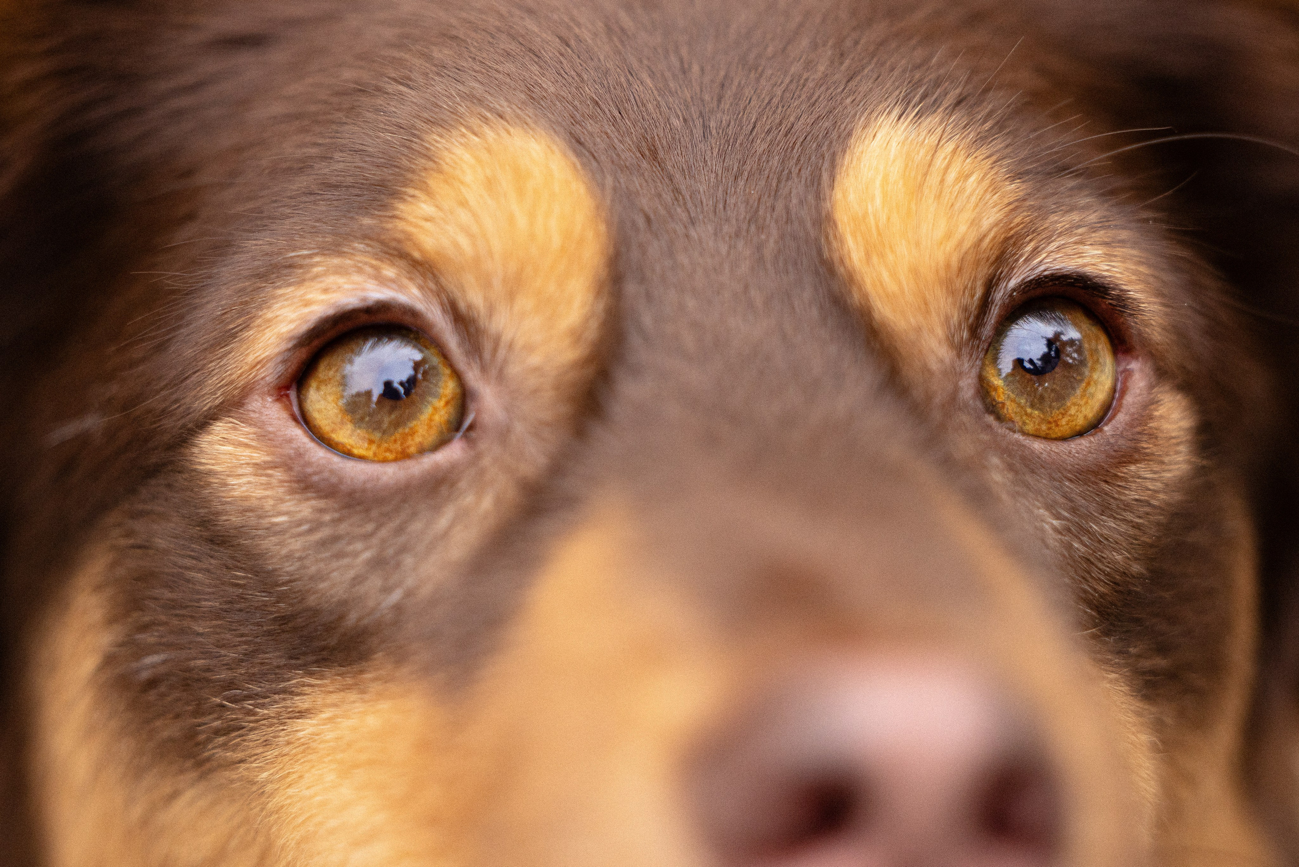 Катя и Мёд. Фотограф и видеограф анималист Аганина Дарья