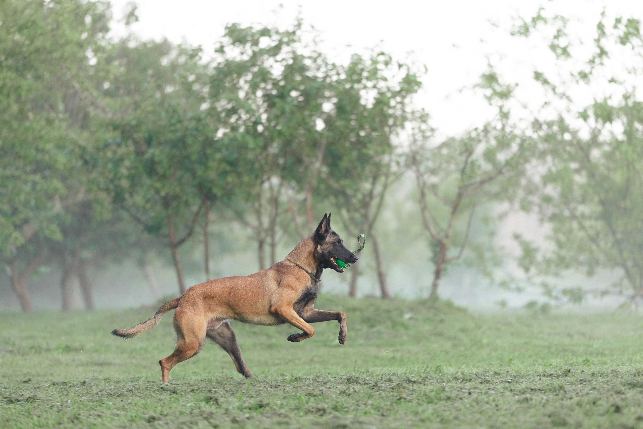 Галина и Кодекс. Фотограф и видеограф анималист Аганина Дарья