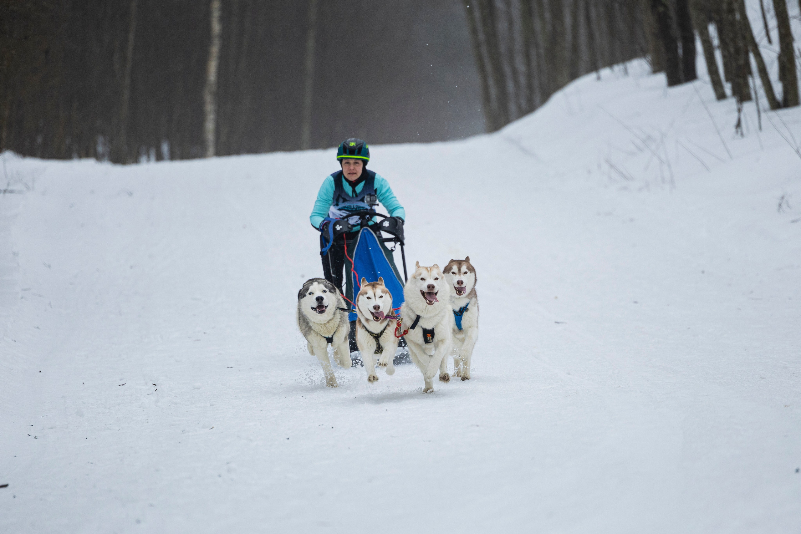 Зимний Чемпионат Санкт-Петербурга по ездовому спорту. Фотограф-анималист Анна Маринич