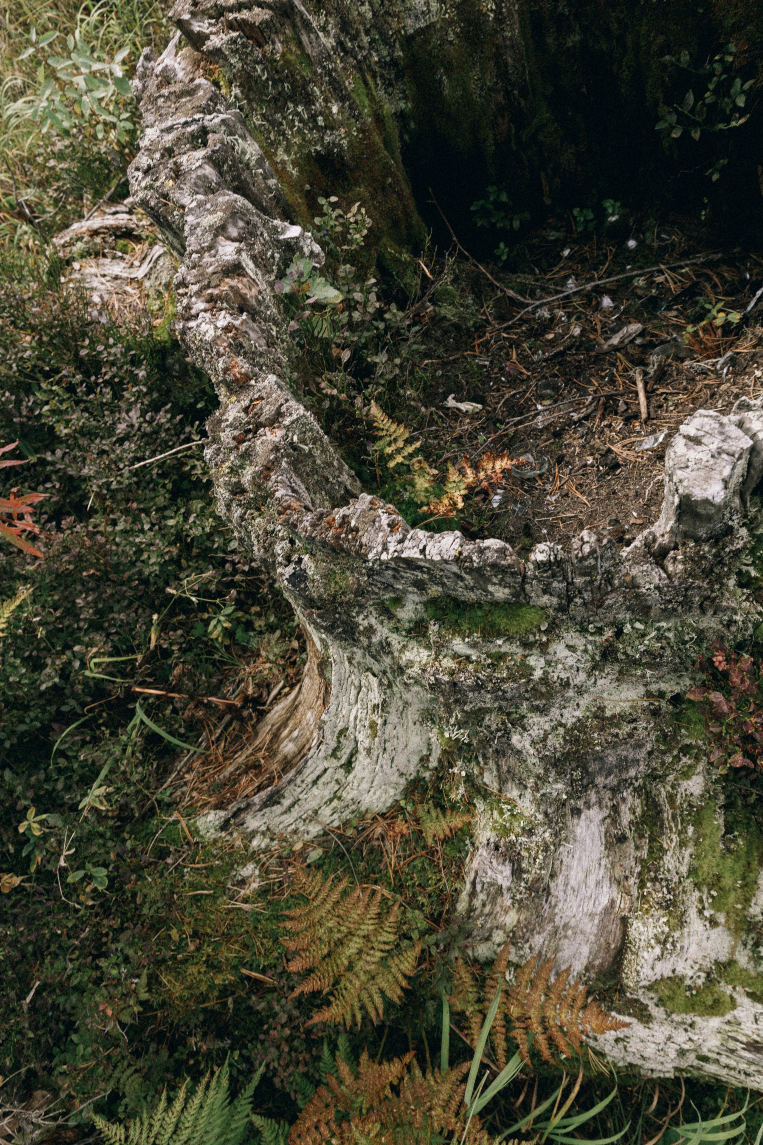 Алтай, природа и эстетика. Александр Чернин. Семейный и событийный фотограф